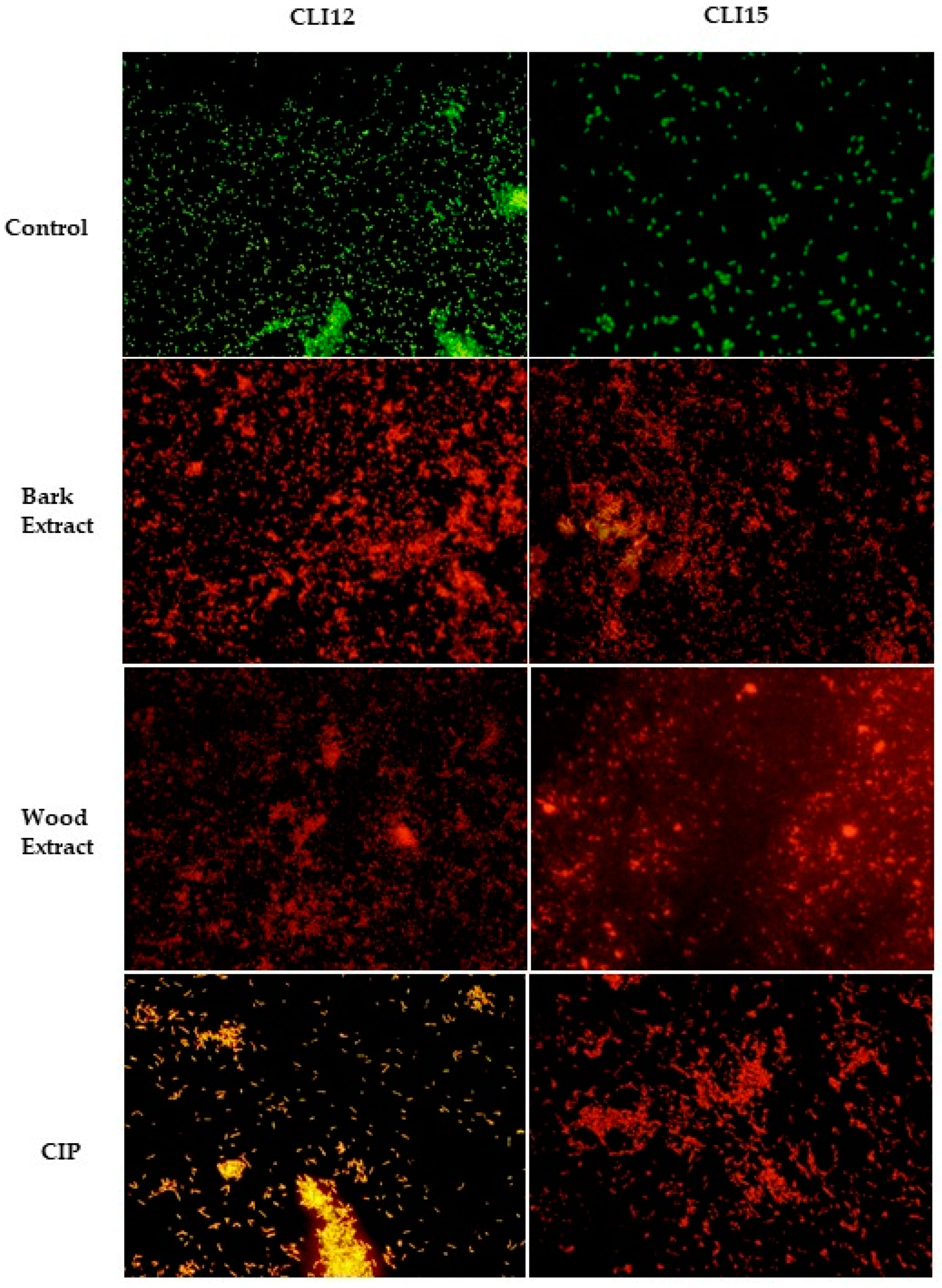 Plants 13 01412 g007