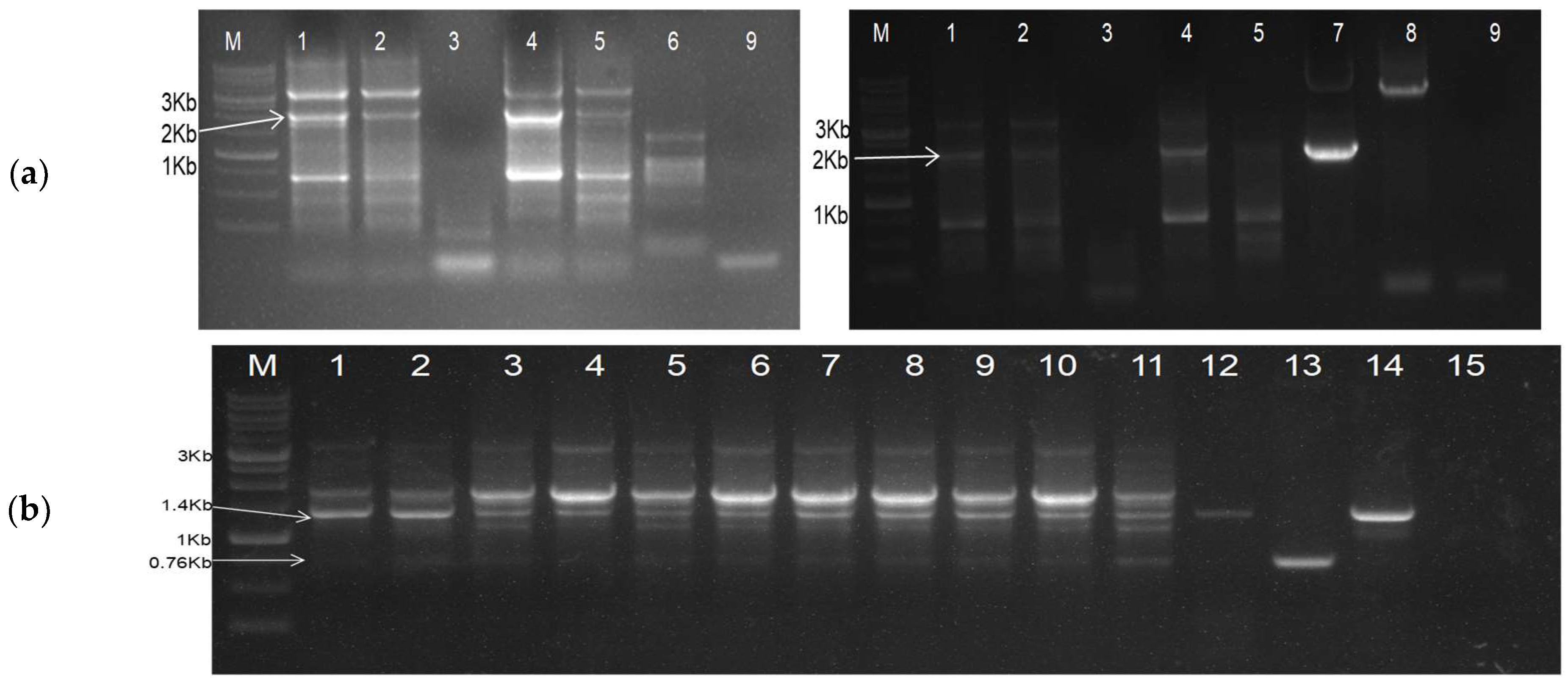 Plants 13 01414 g003 Plants 13 01414 g003