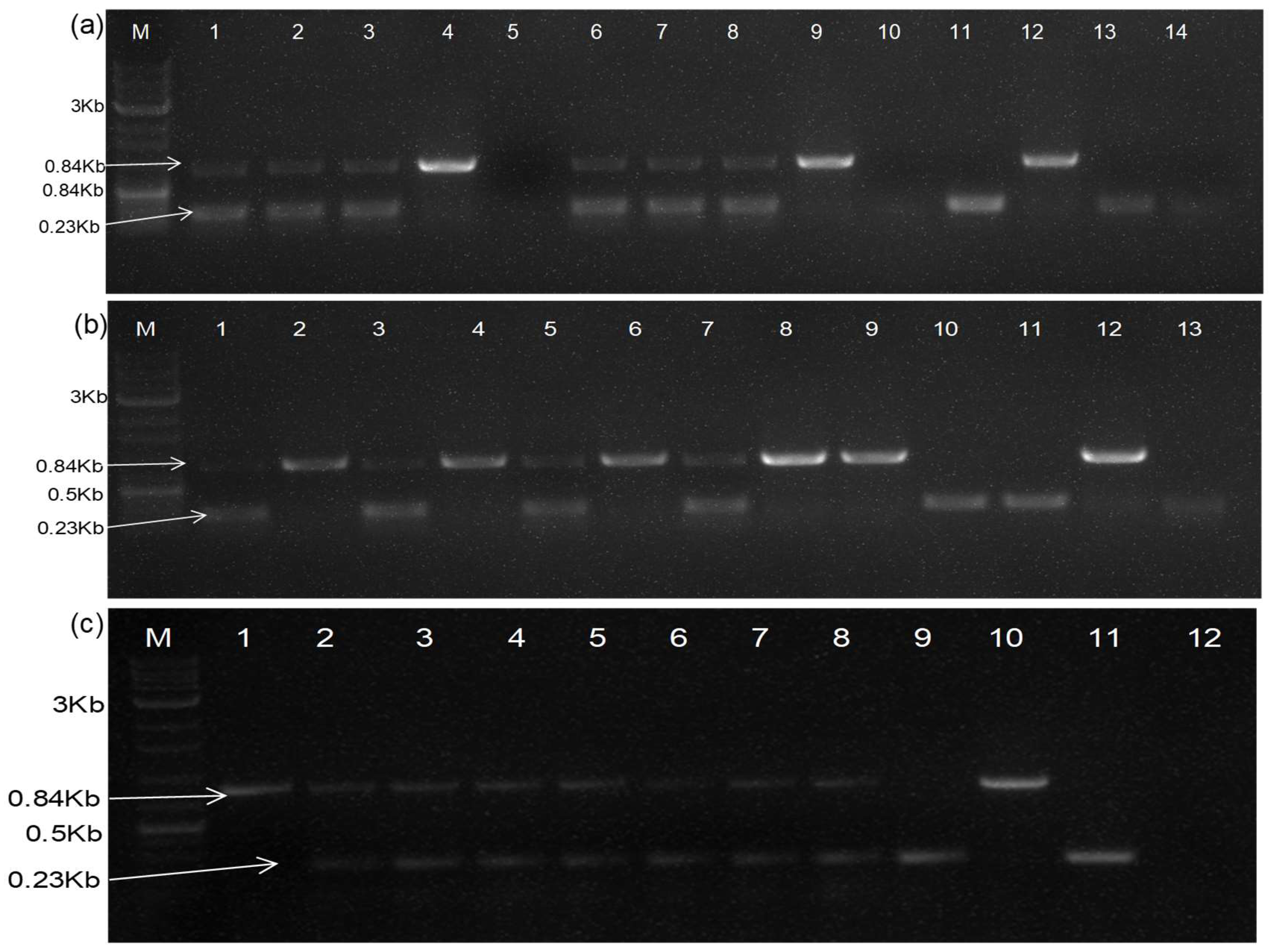 Plants 13 01414 g005 Plants 13 01414 g005