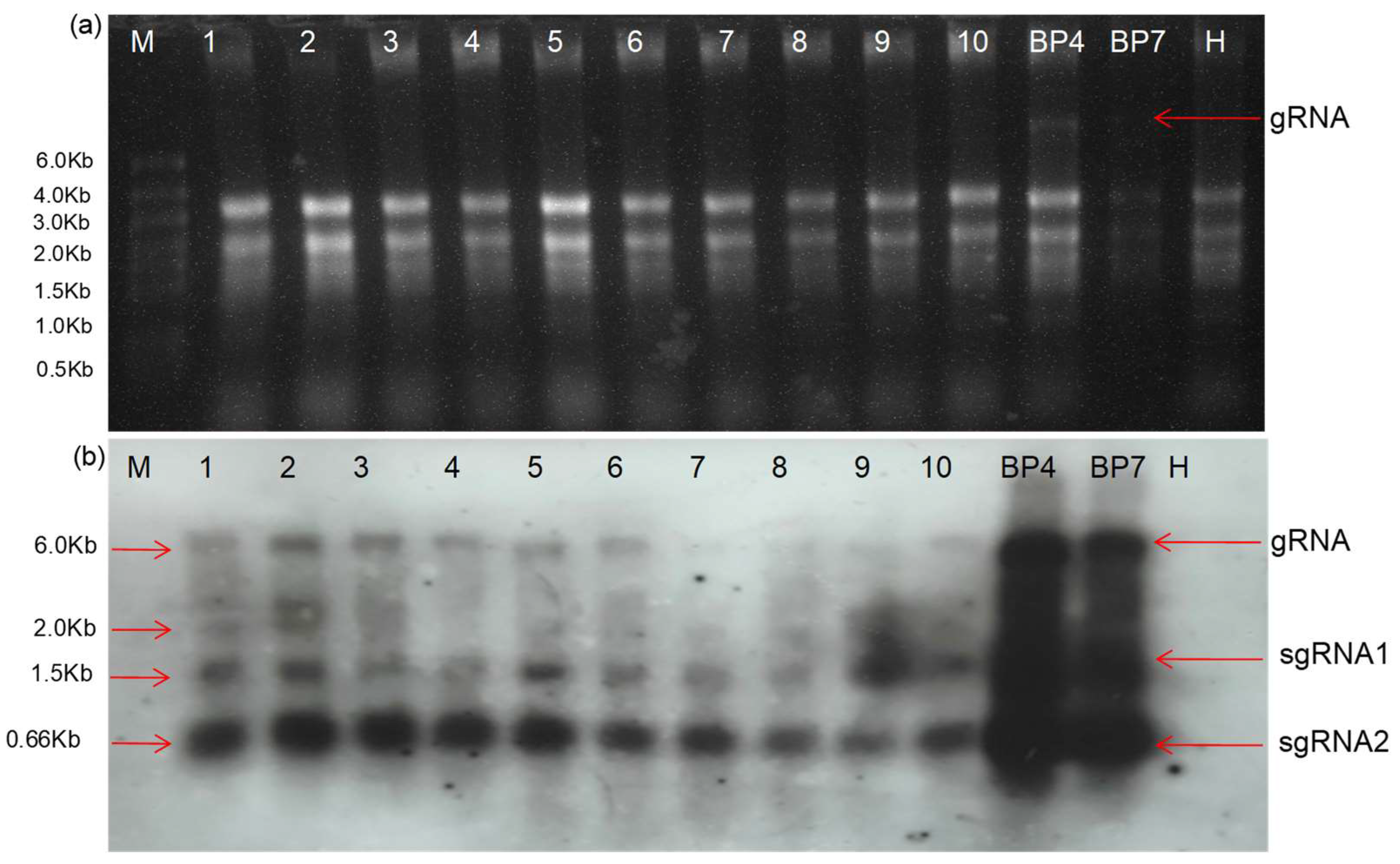 Plants 13 01414 g007 Plants 13 01414 g007