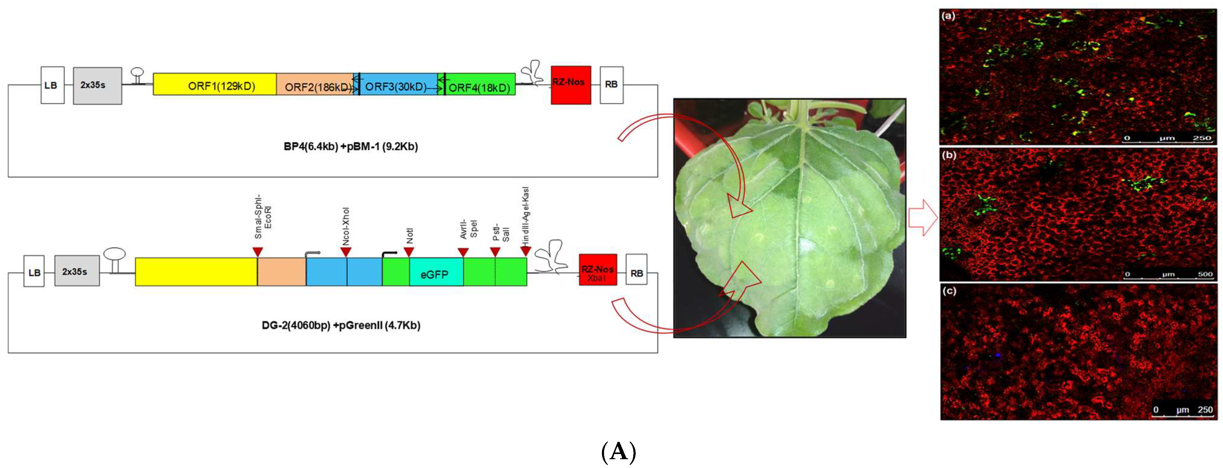 Plants 13 01414 g008a Plants 13 01414 g008a