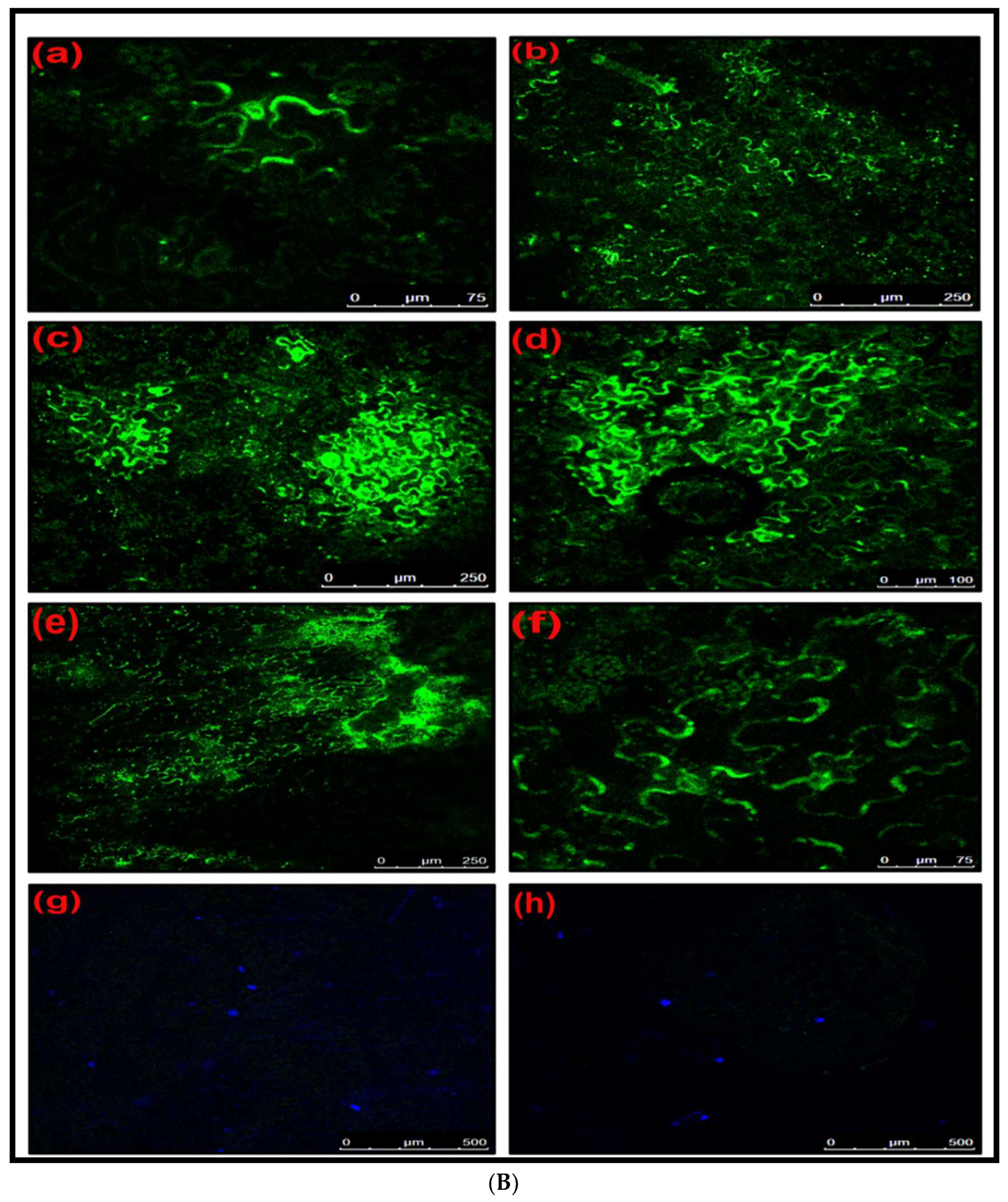 Plants 13 01414 g008b Plants 13 01414 g008b