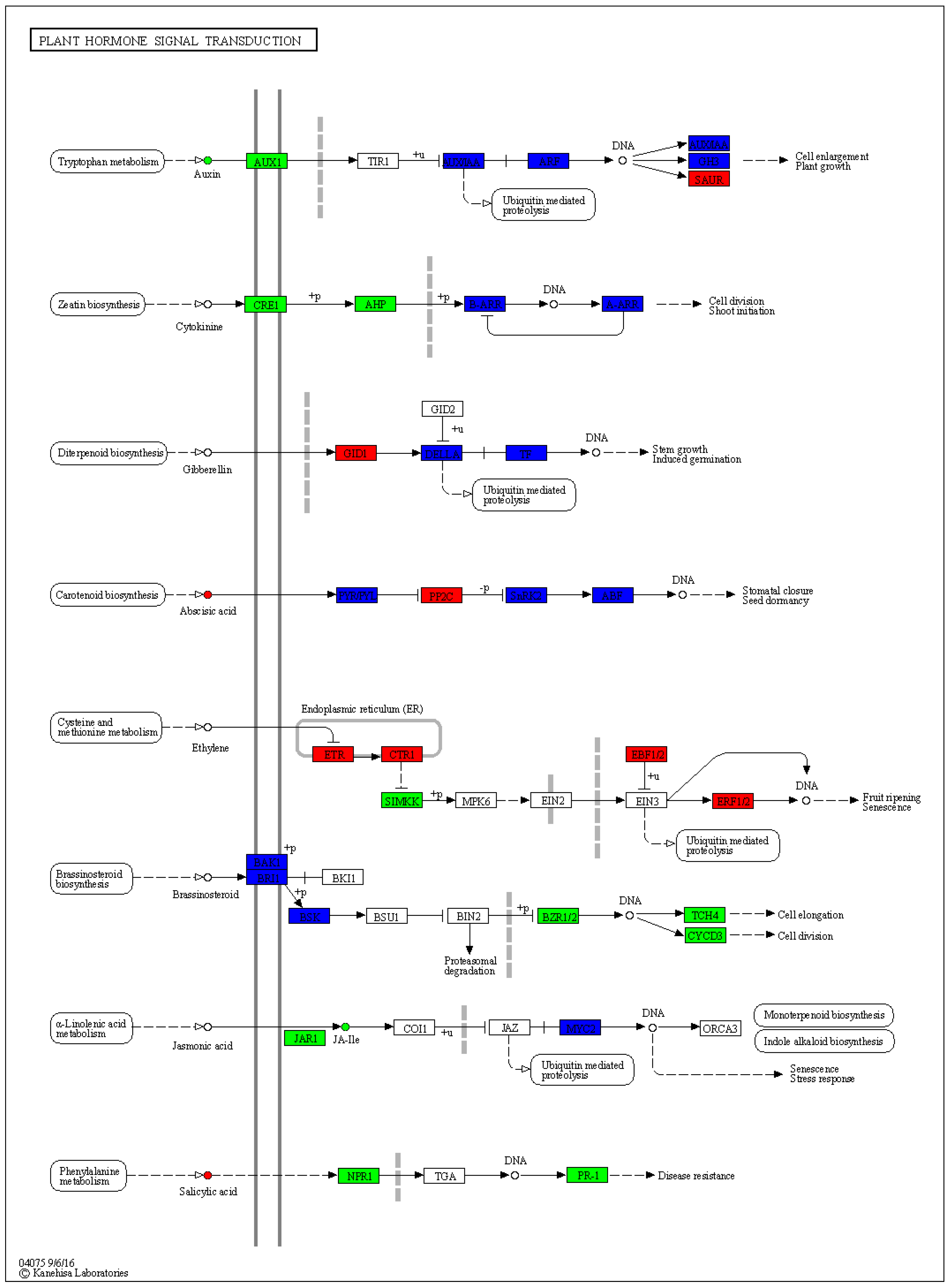 Plants 13 01441 g008