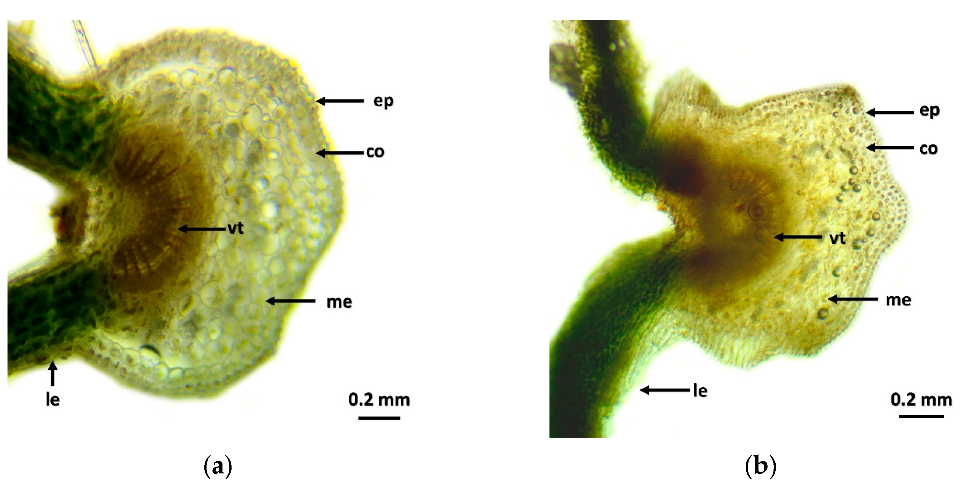 Plants 13 01446 g001a