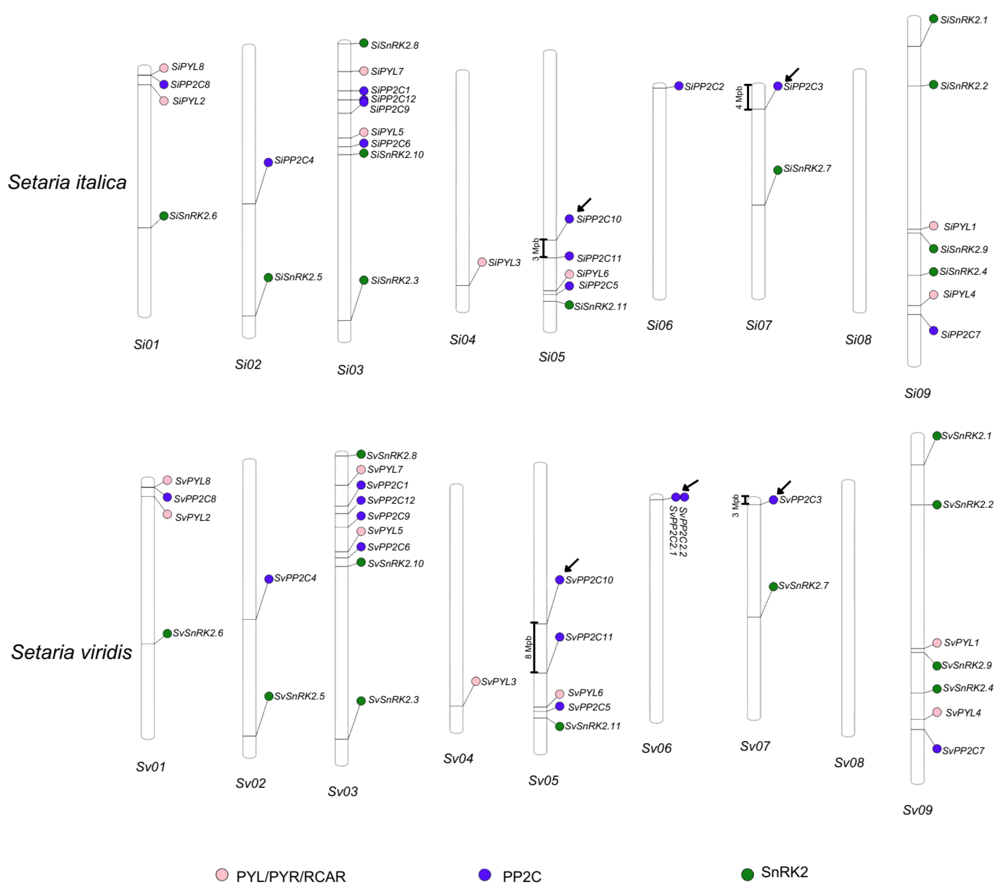 Plants 13 01451 g001