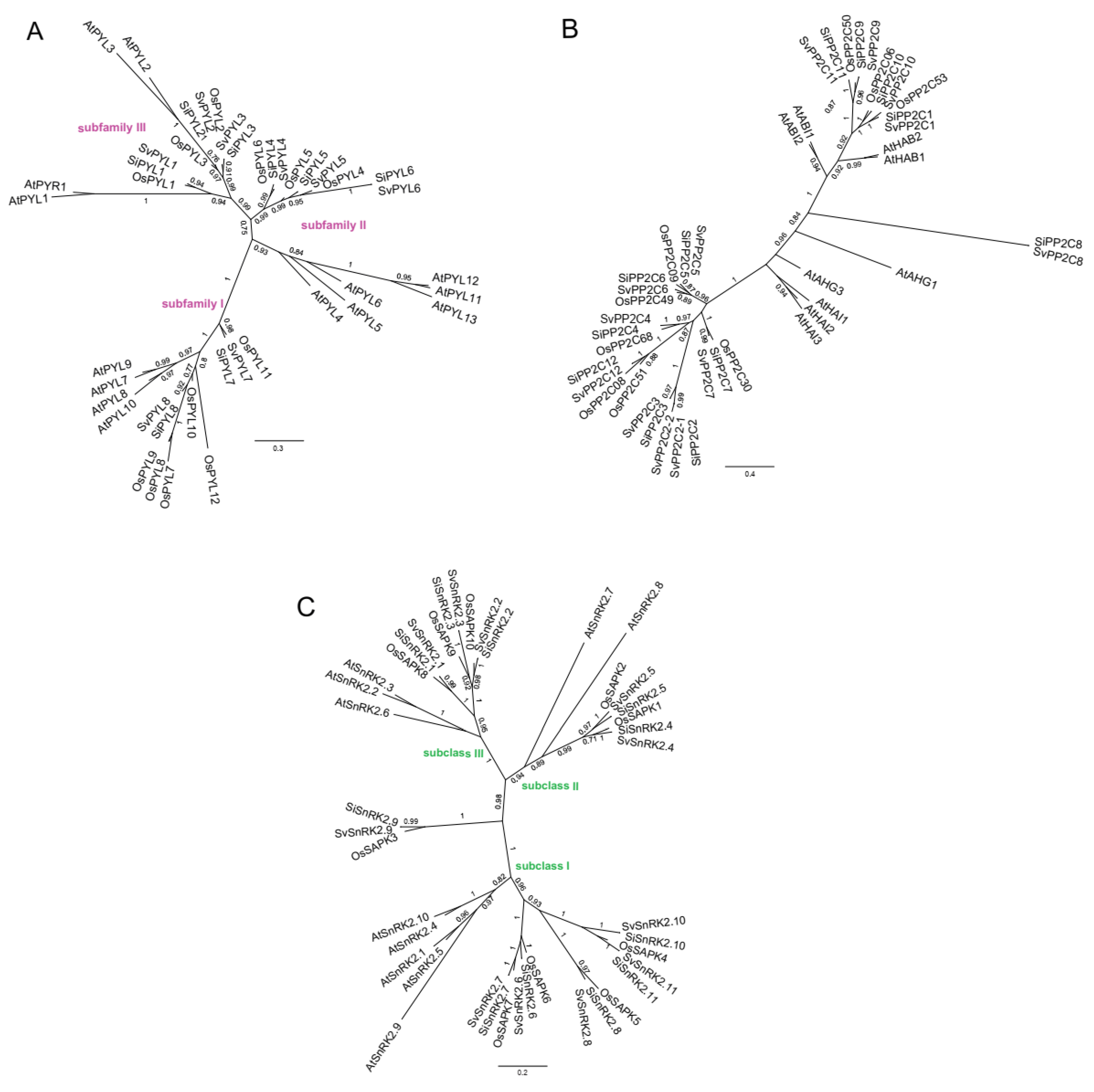 Plants 13 01451 g004