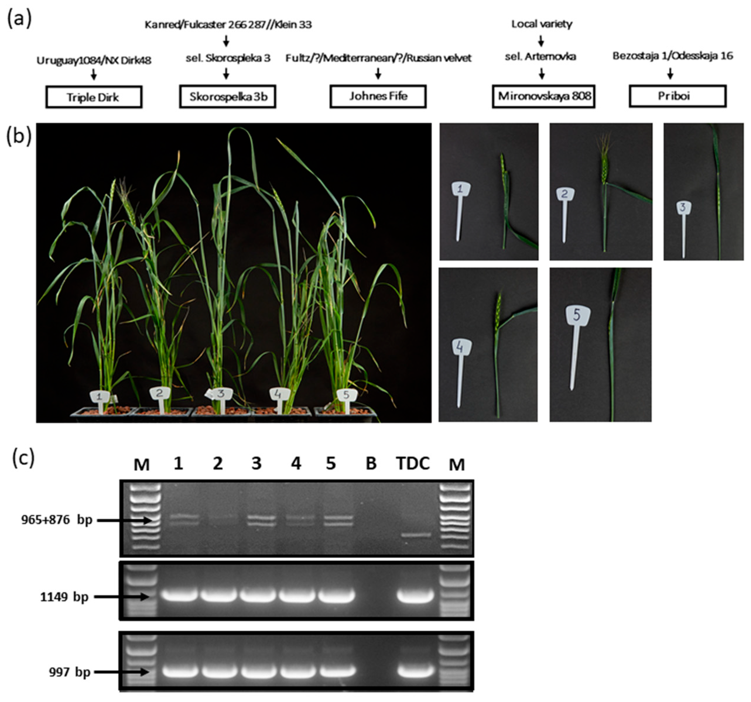 Plants 13 01453 g001
