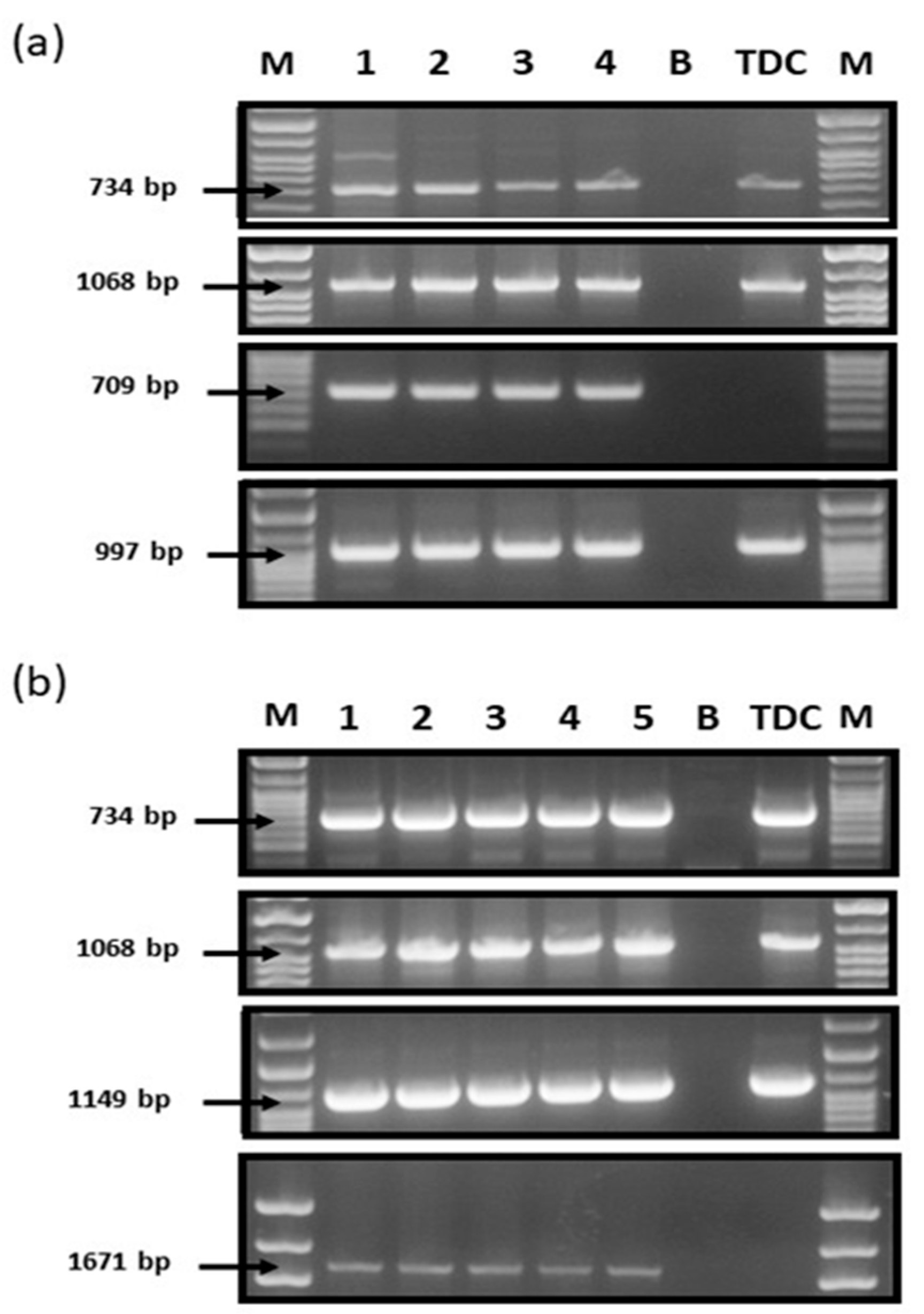 Plants 13 01453 g002