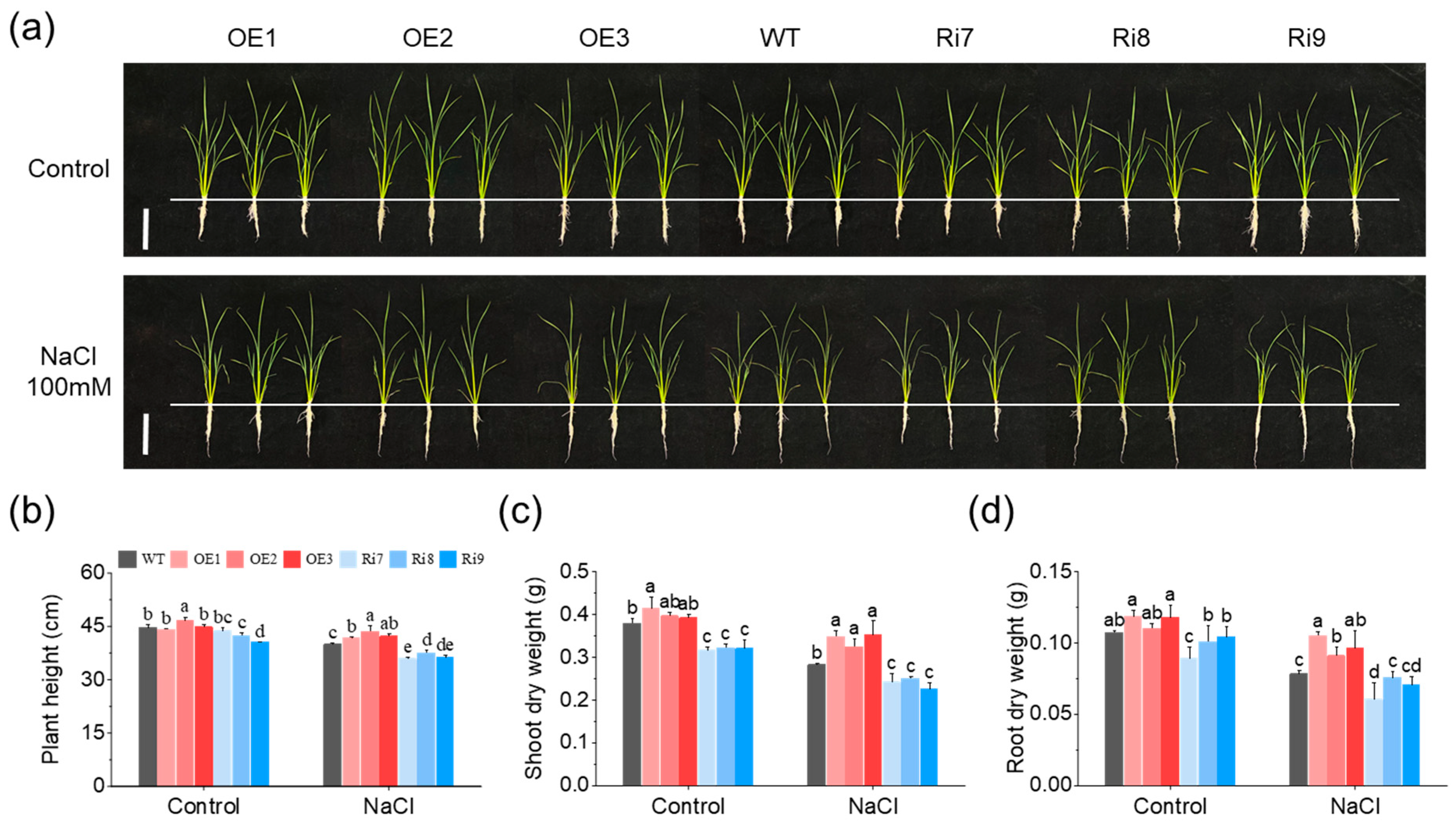 Plants 13 01474 g001