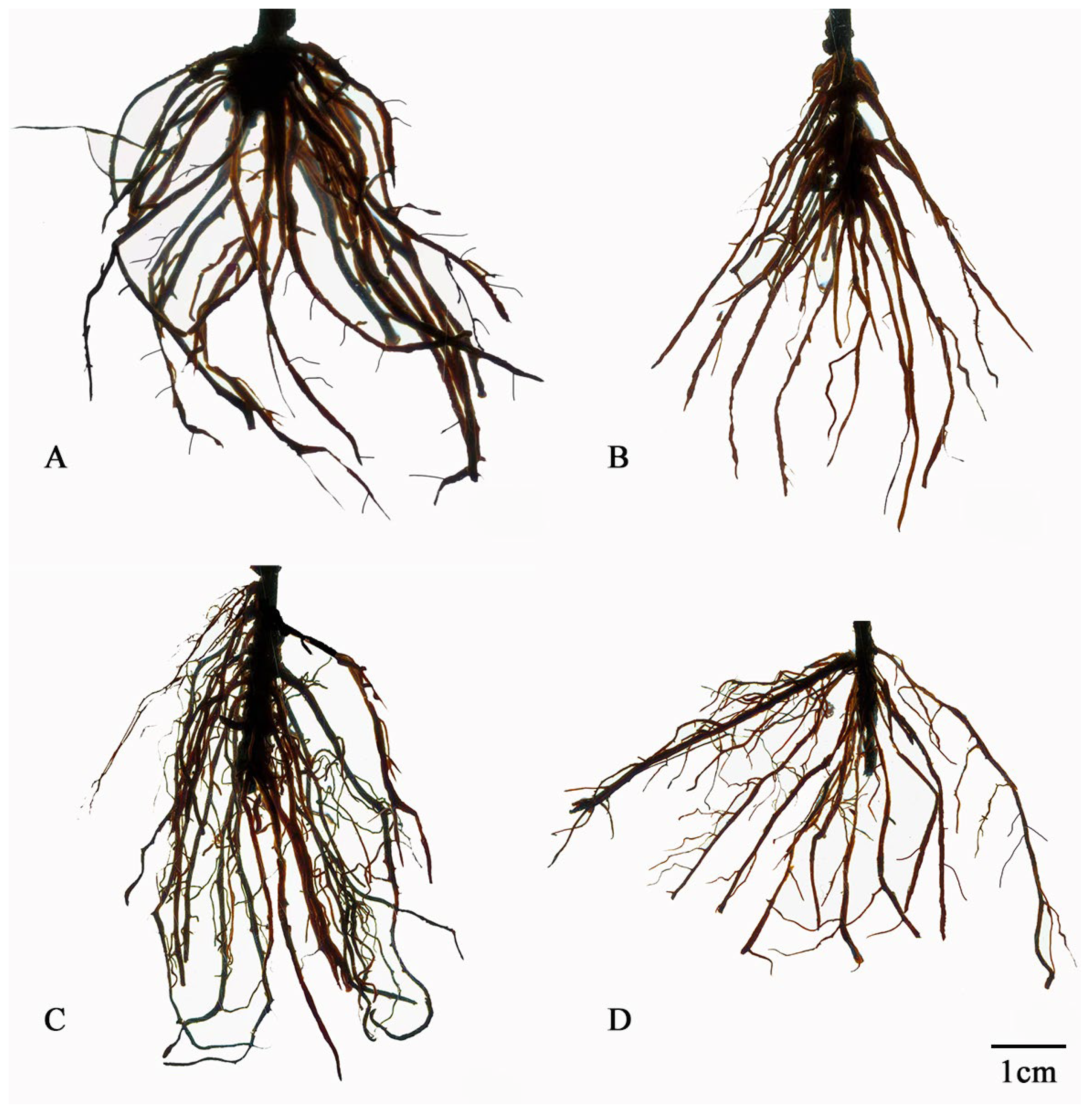 Plants 13 01482 g004