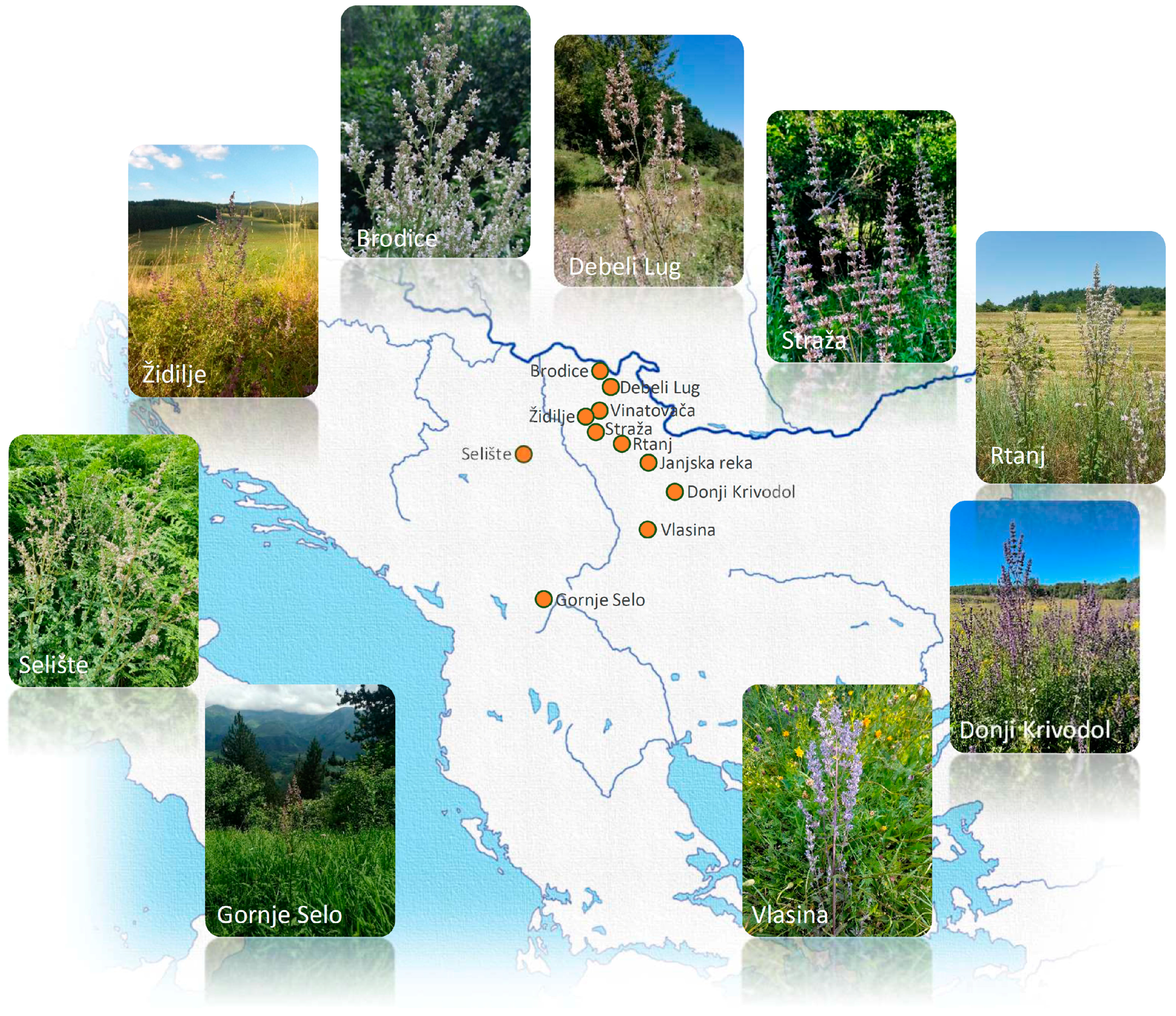 Plants 13 01483 g001 Plants 13 01483 g001