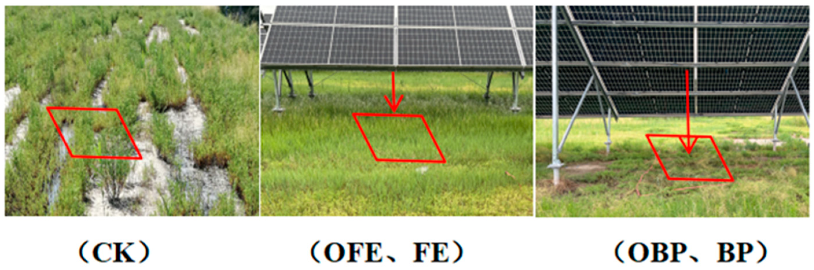 Plants 13 01491 g001