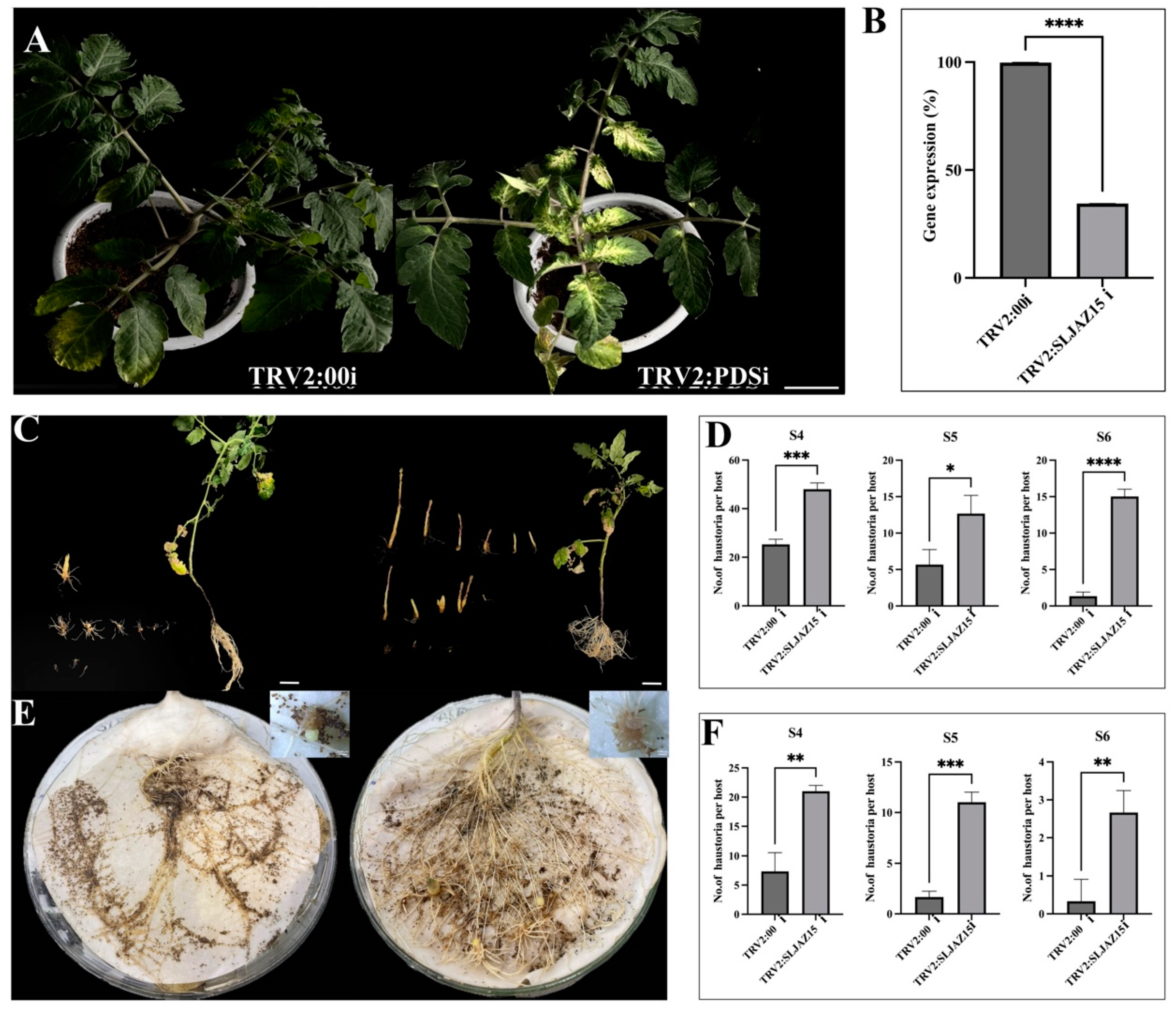 Plants 13 01493 g003