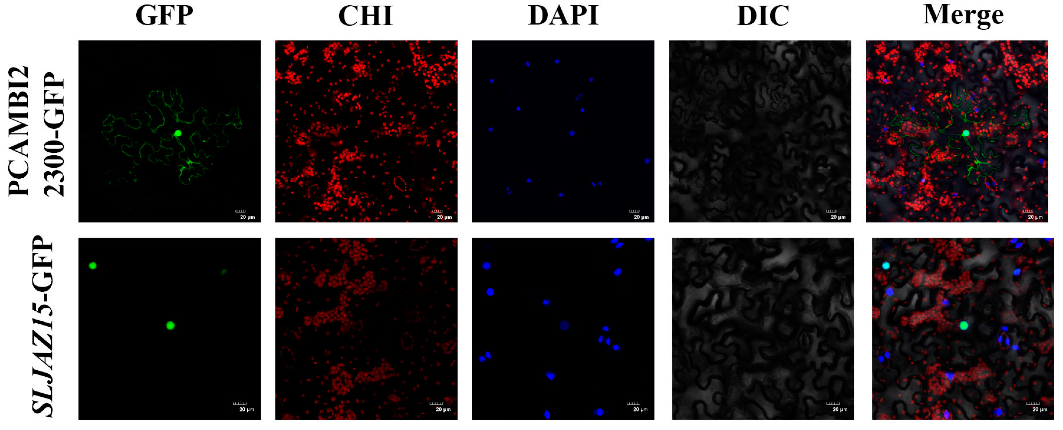 Plants 13 01493 g004