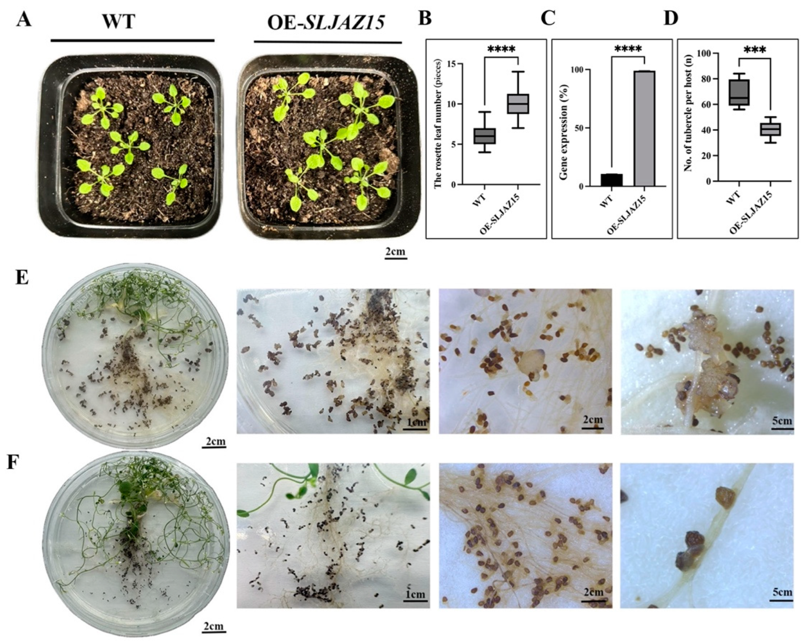 Plants 13 01493 g005