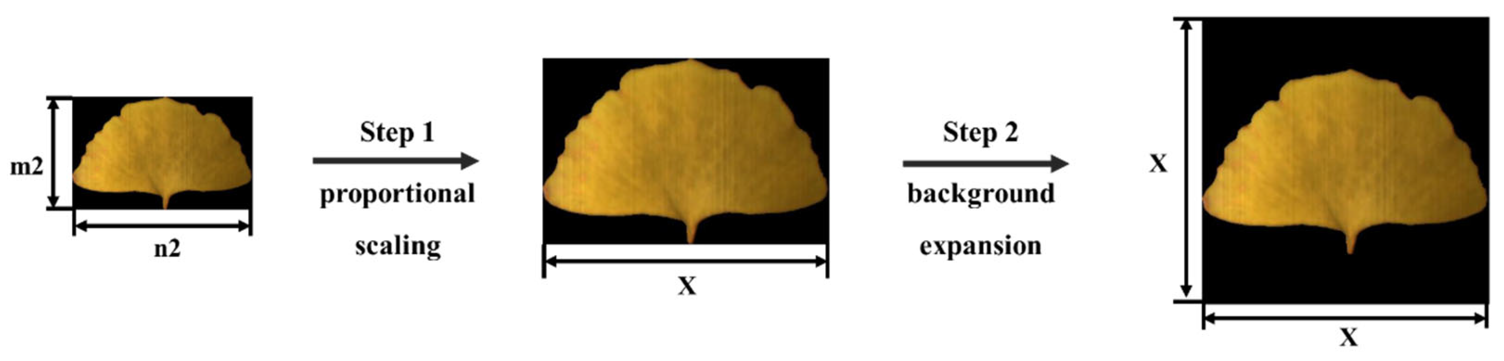 Plants 13 01501 g005