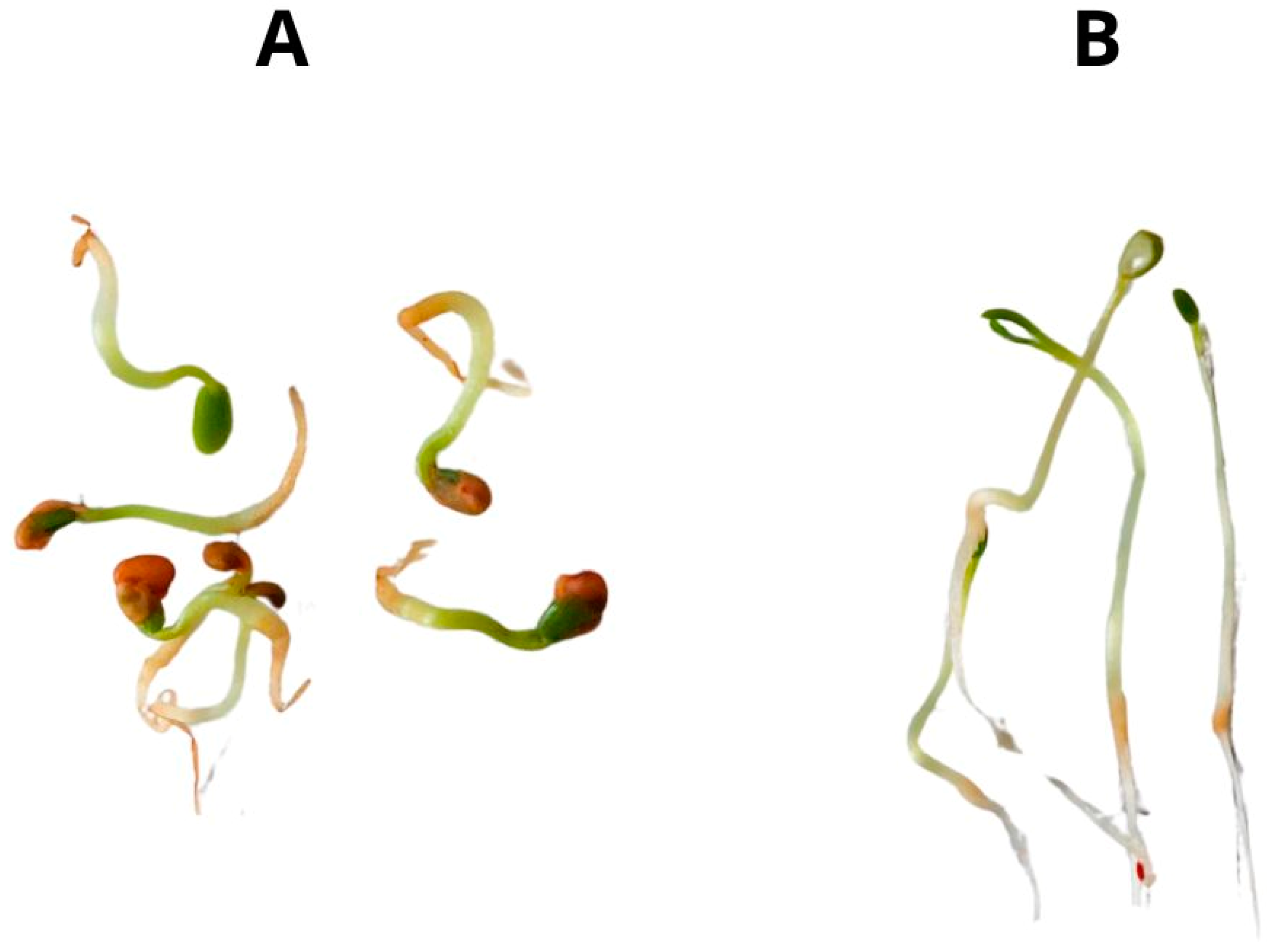 Plants 13 01515 g001