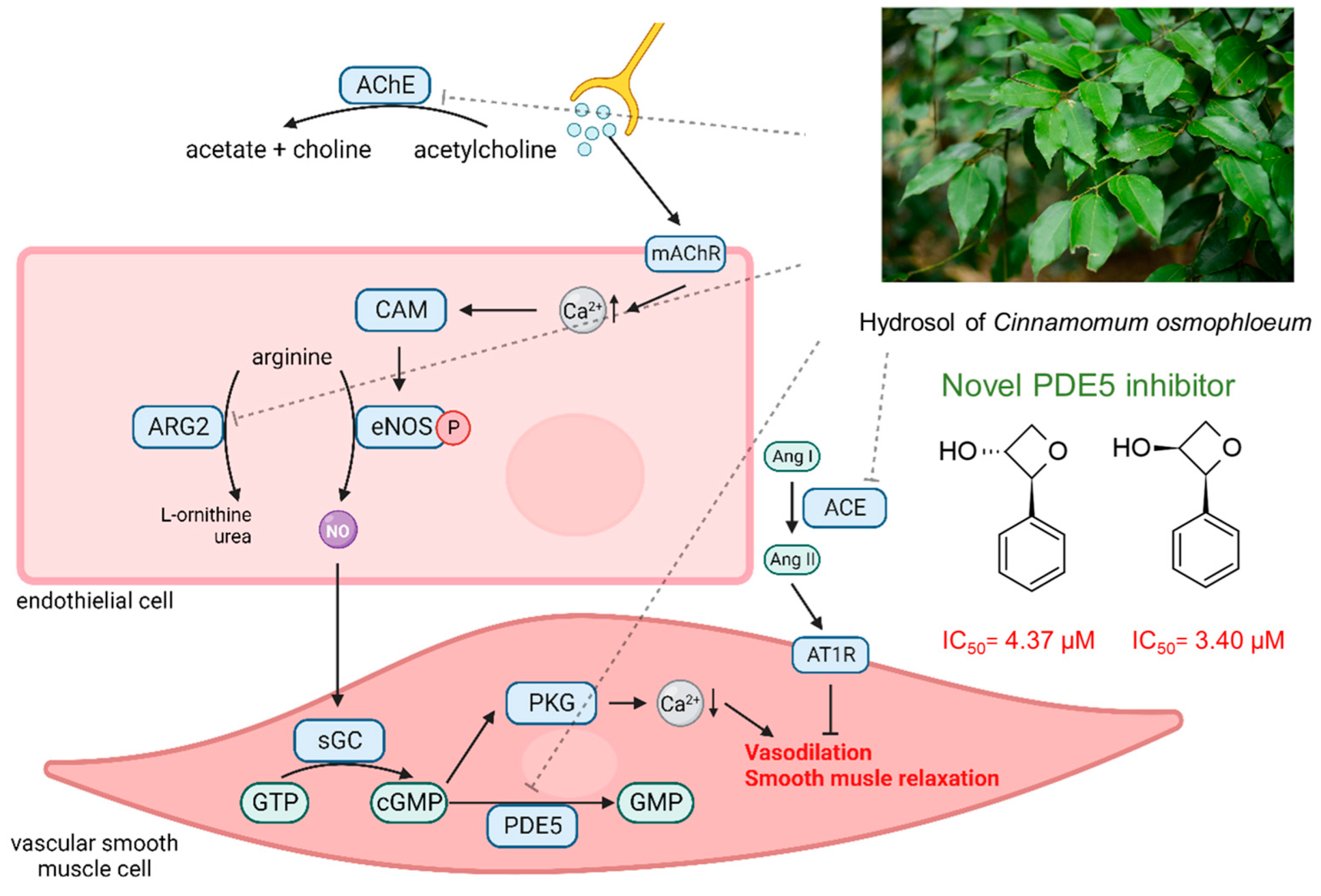 Plants 13 01518 g009