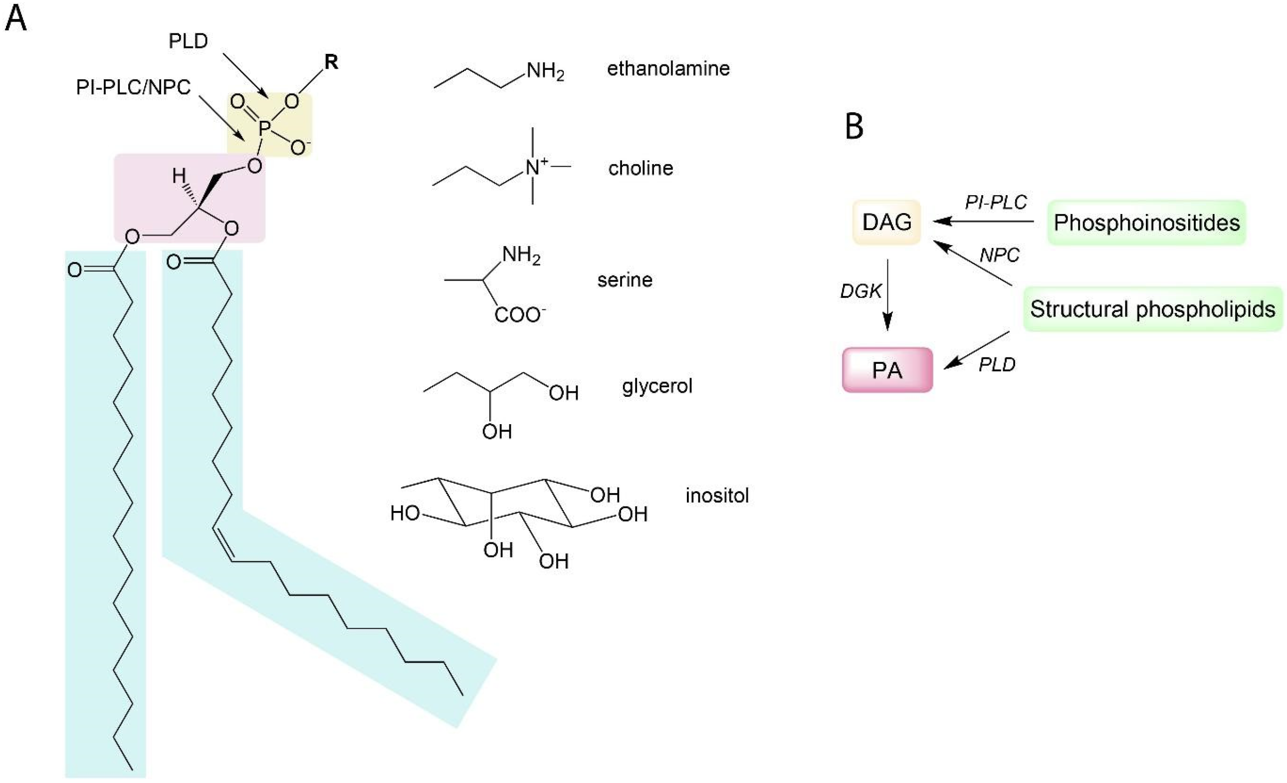 Plants 13 01532 g001
