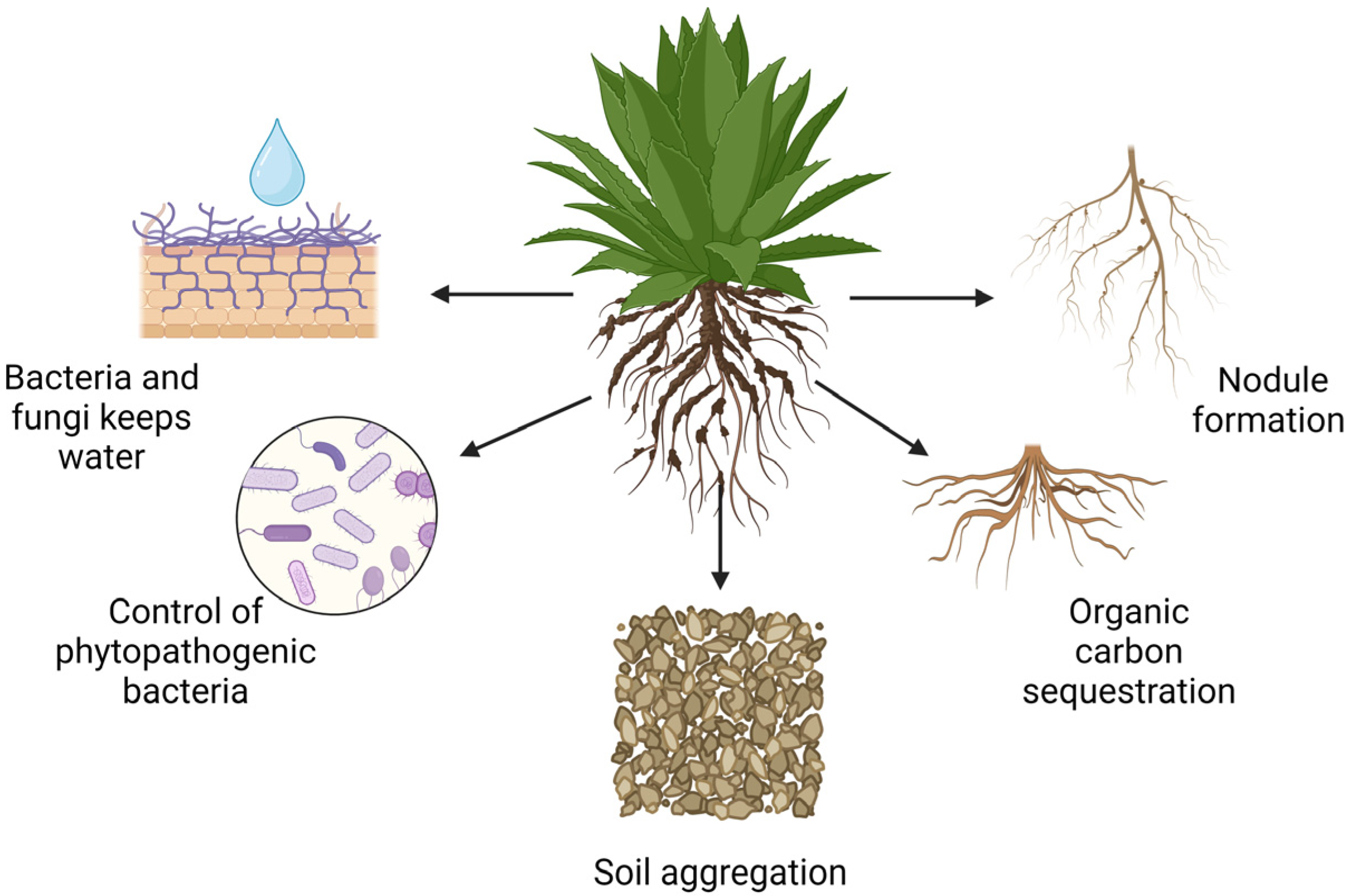 Plants 13 01534 g002