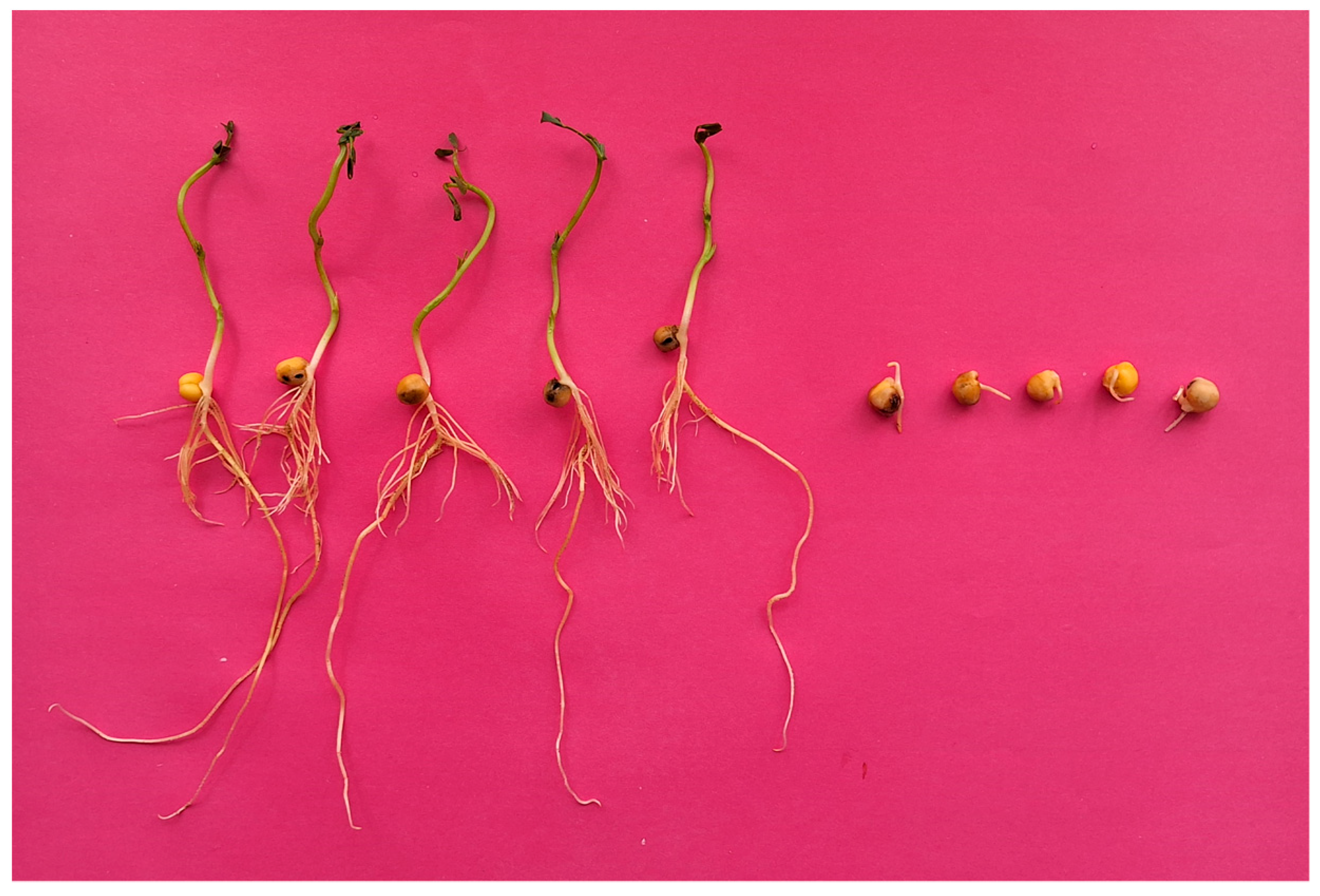 Plants 13 01547 g001