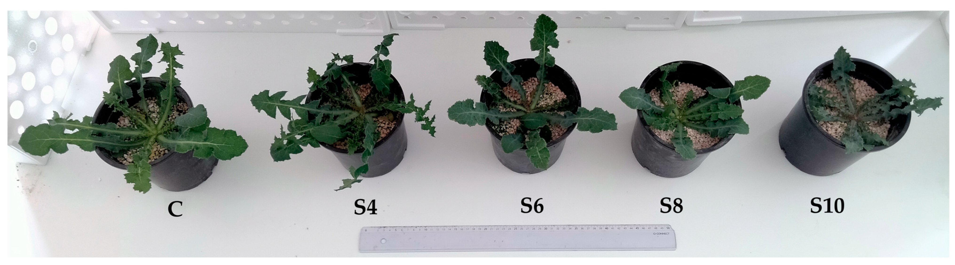 Plants 13 01552 g001