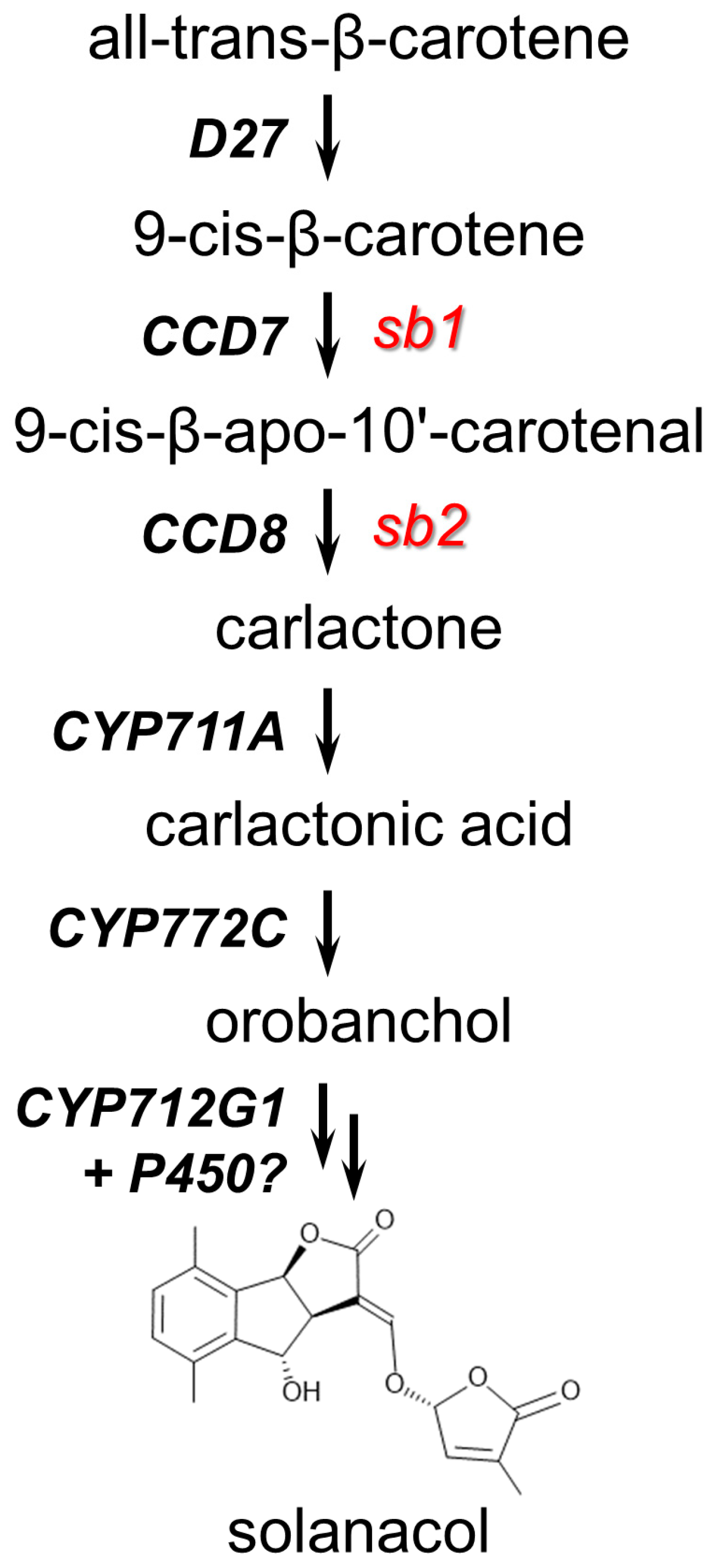 Plants 13 01554 g001