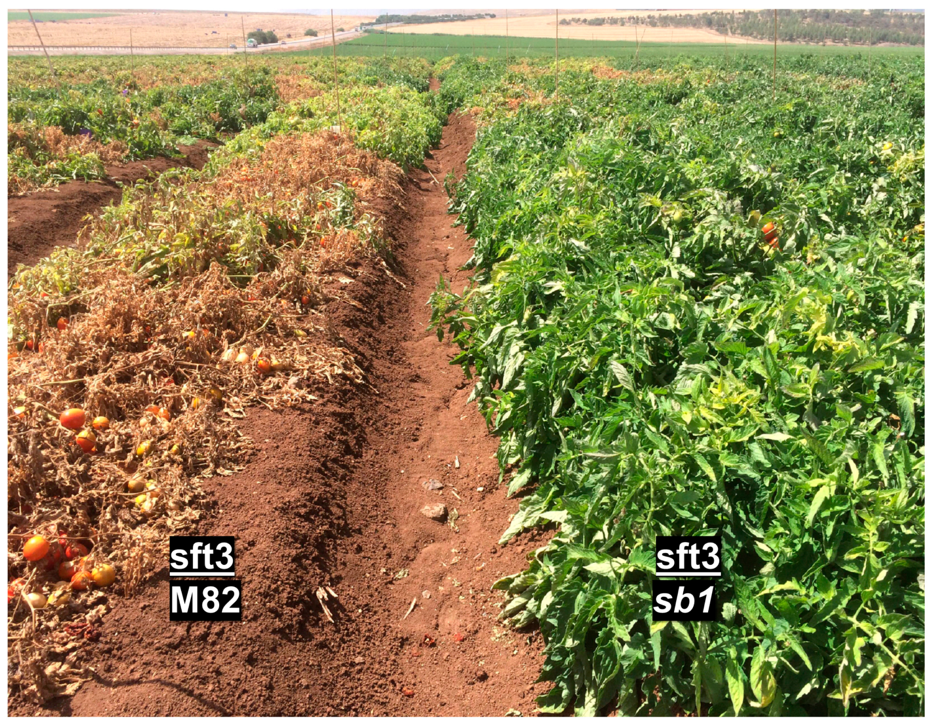 Plants 13 01554 g006