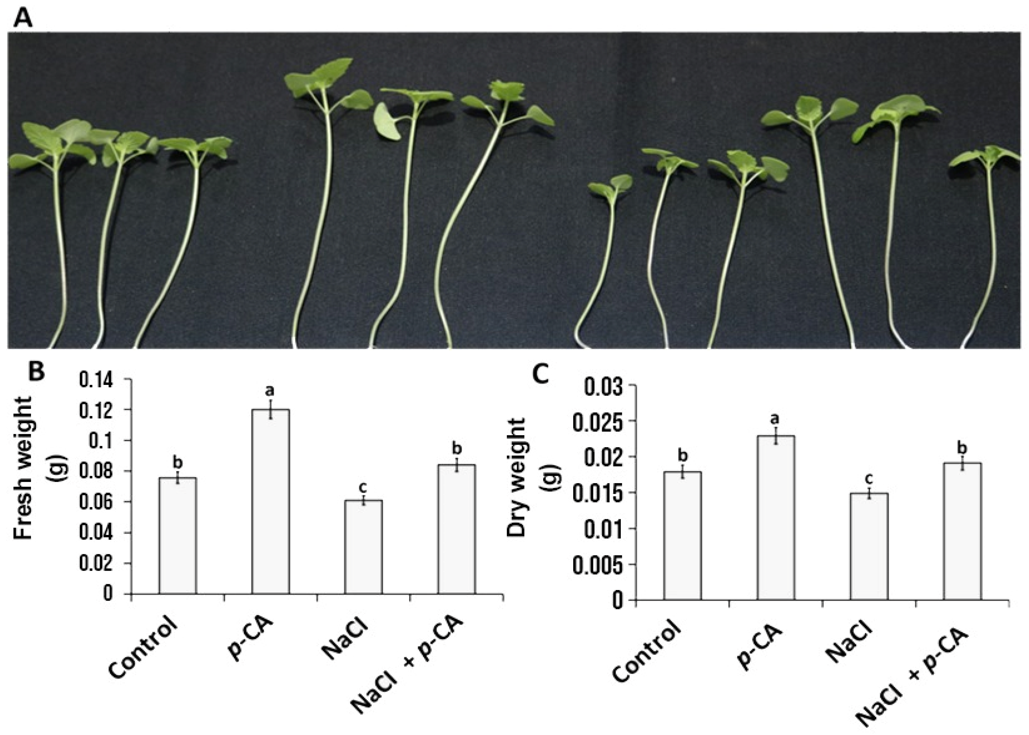 Plants 13 01564 g001