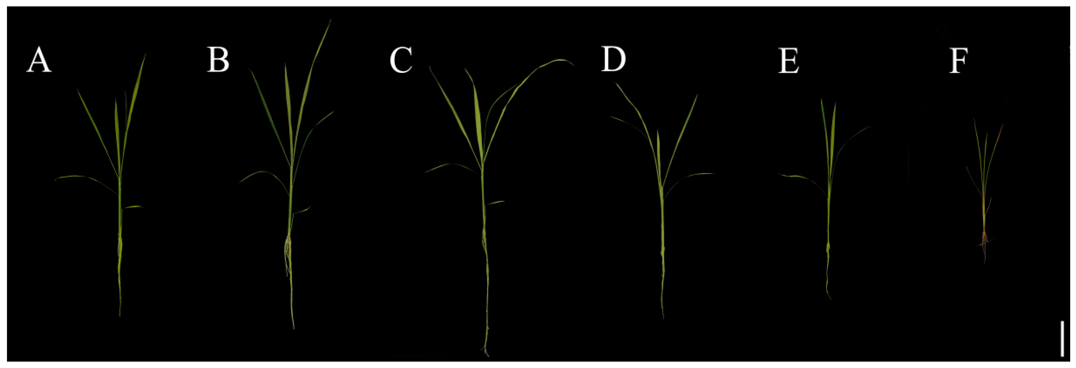 Plants 13 01580 g001a