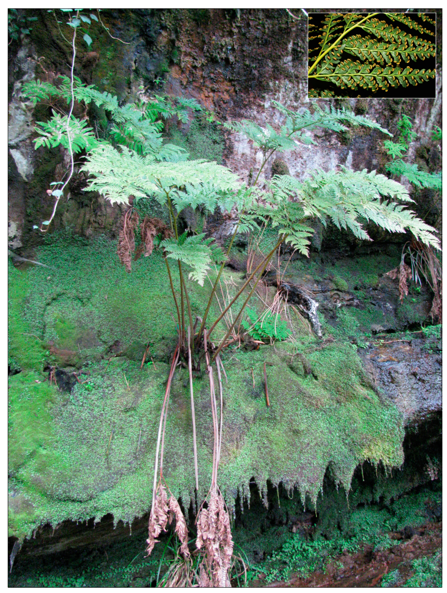 Plants 13 01587 g001