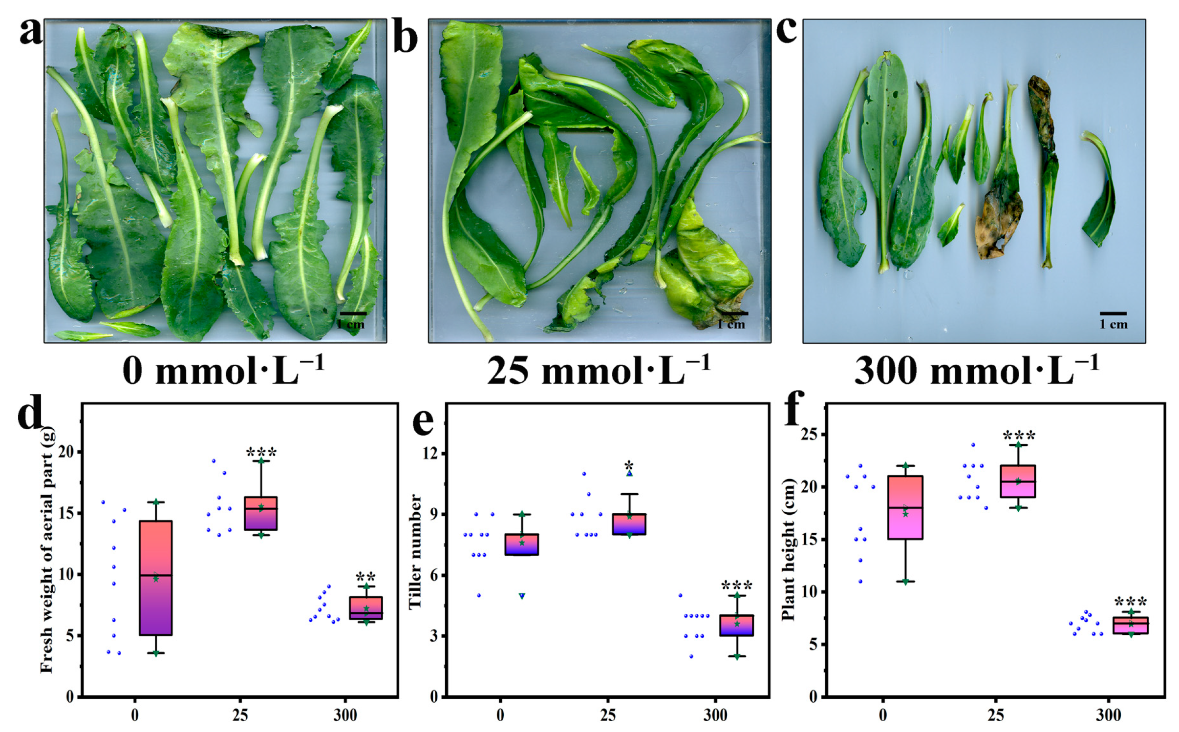 Plants 13 01593 g001