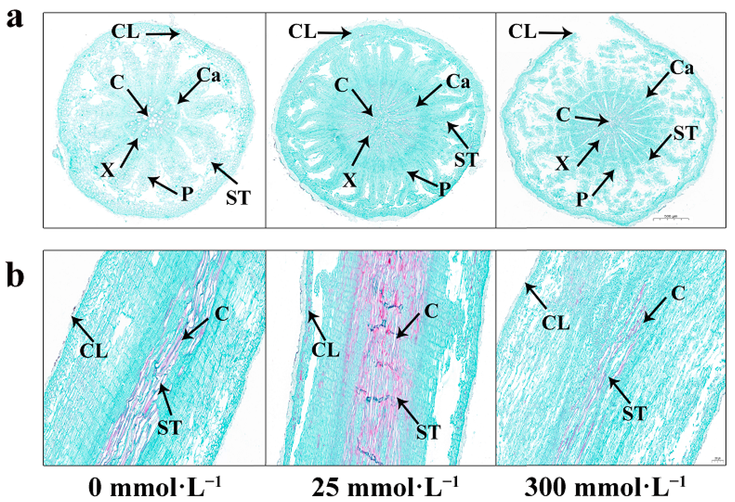 Plants 13 01593 g005