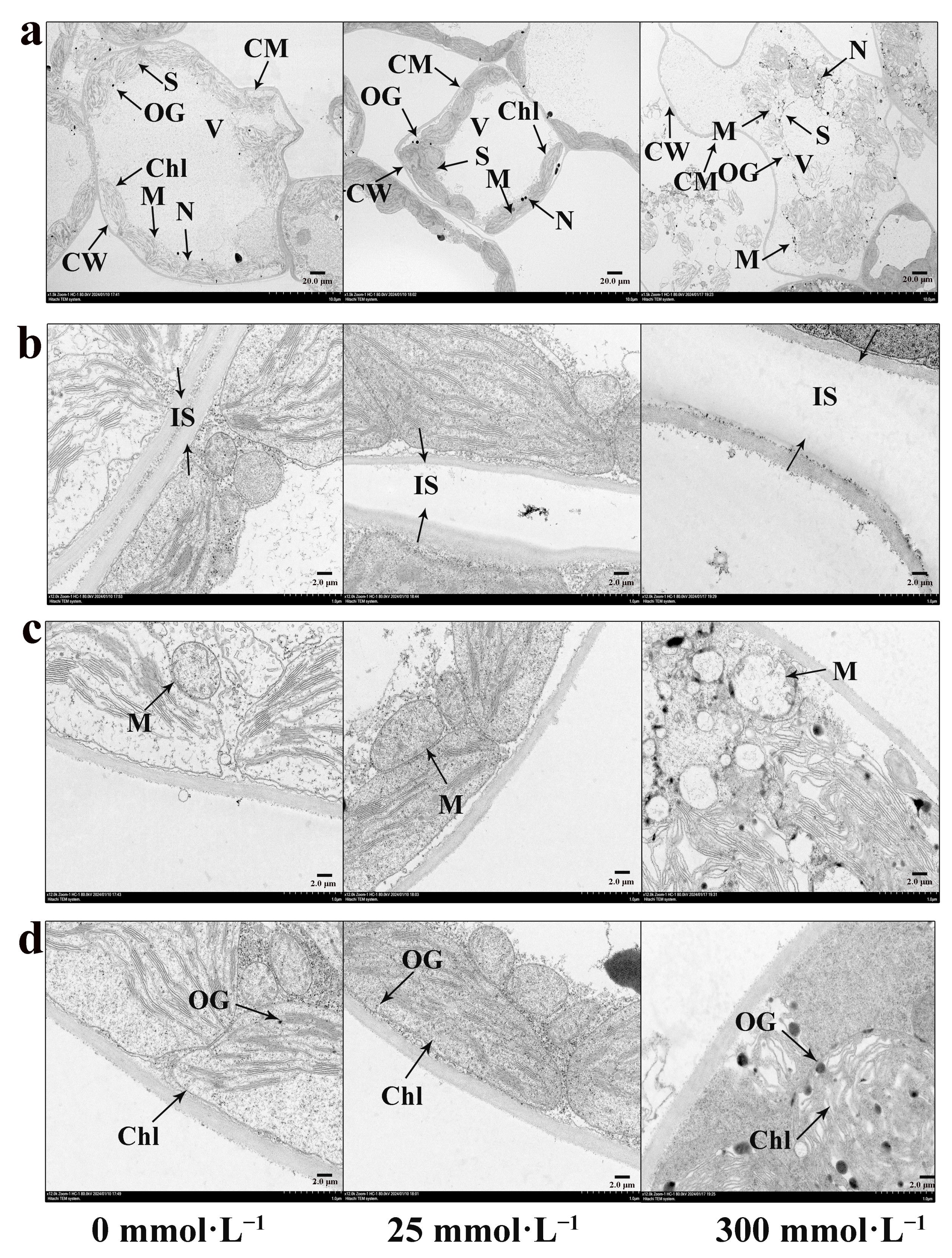 Plants 13 01593 g006