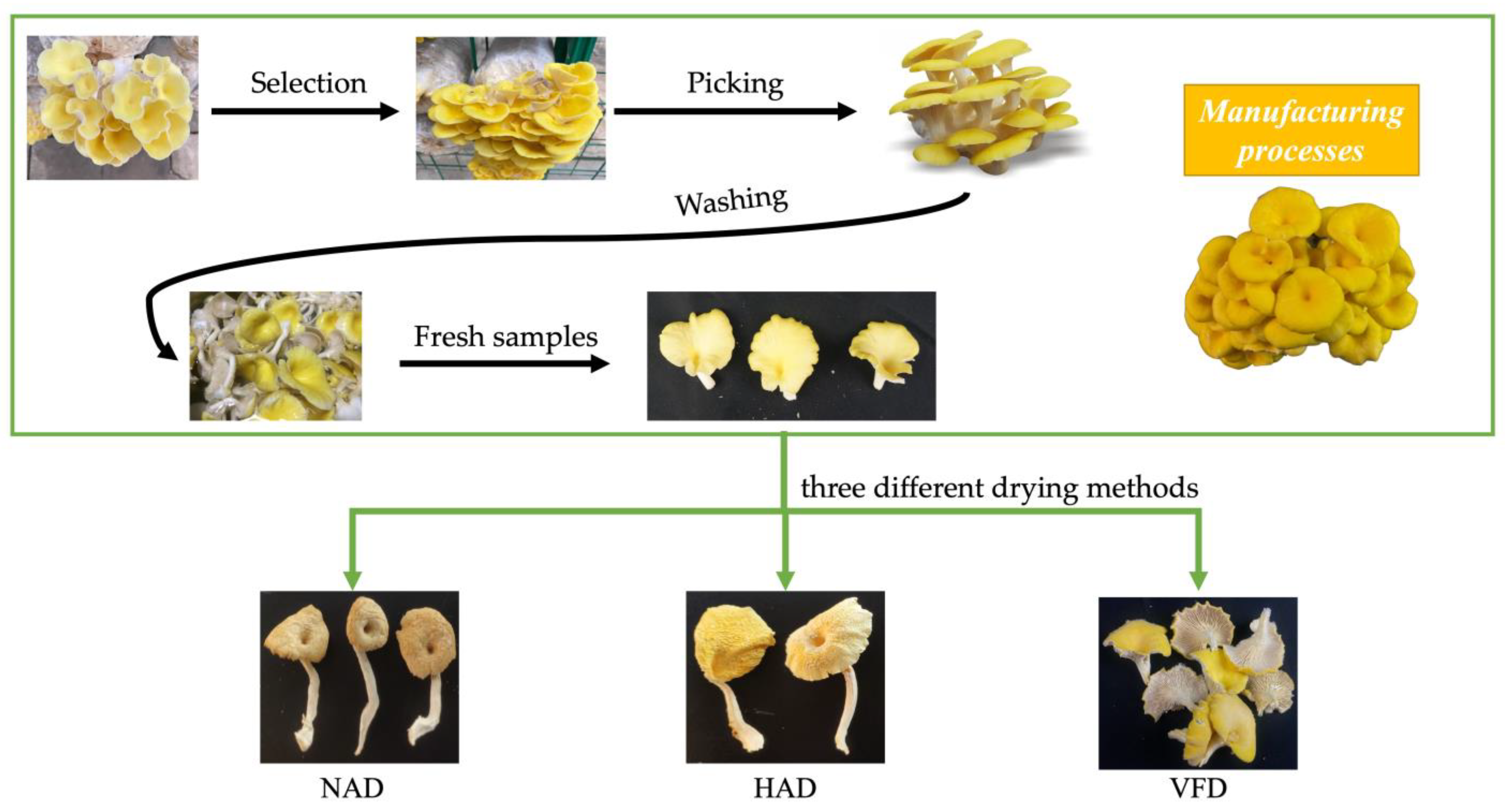 Plants 13 01594 g001