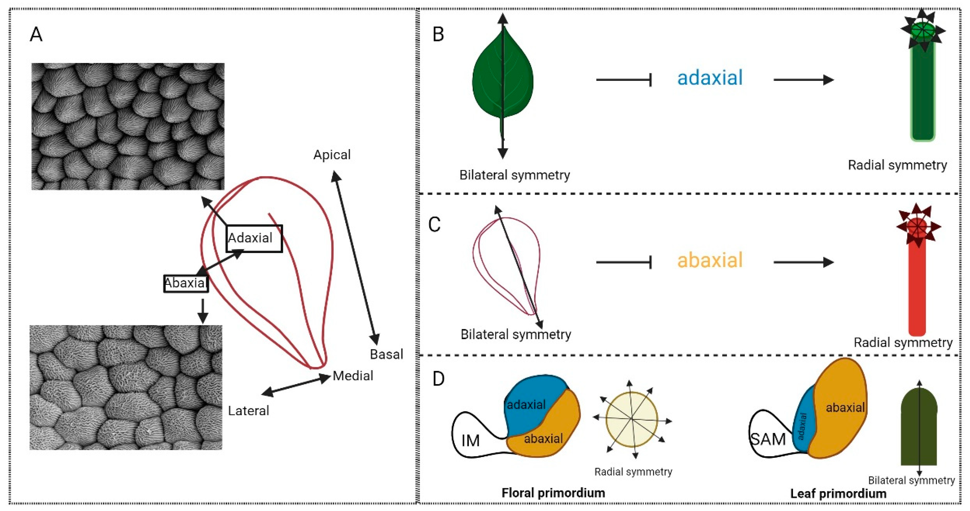 Plants 13 01595 g005