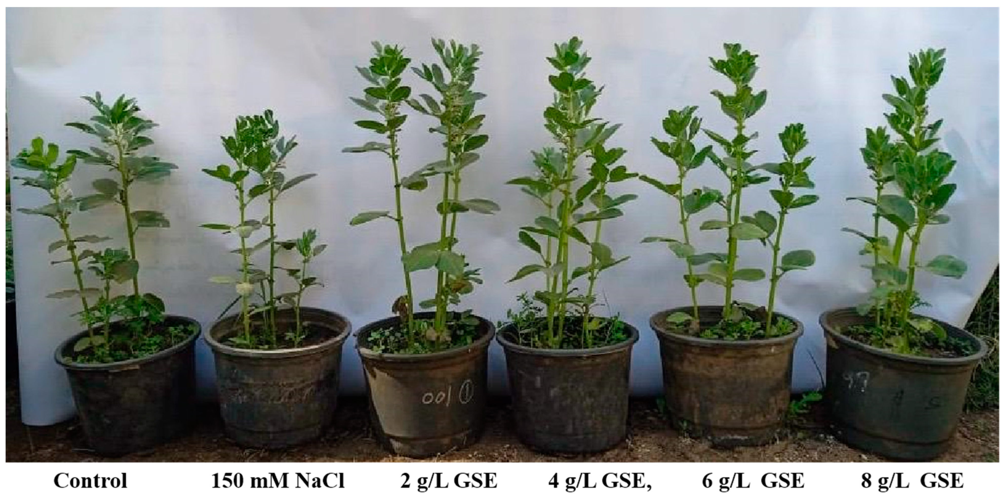 Plants 13 01596 g002