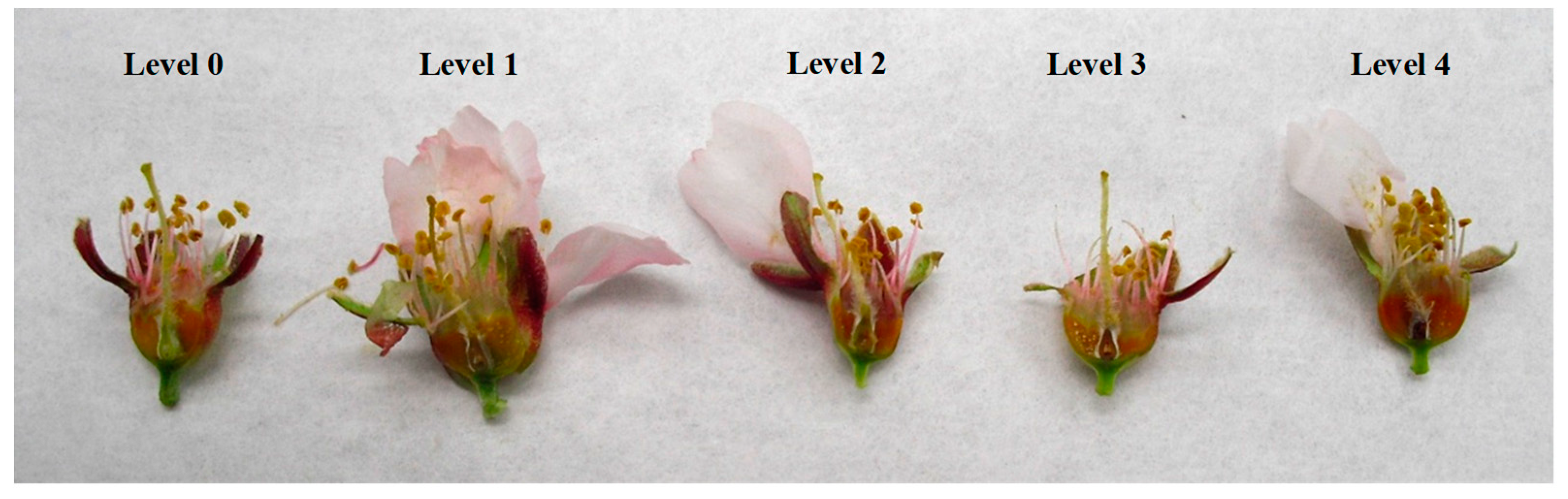 Plants 13 01603 g003