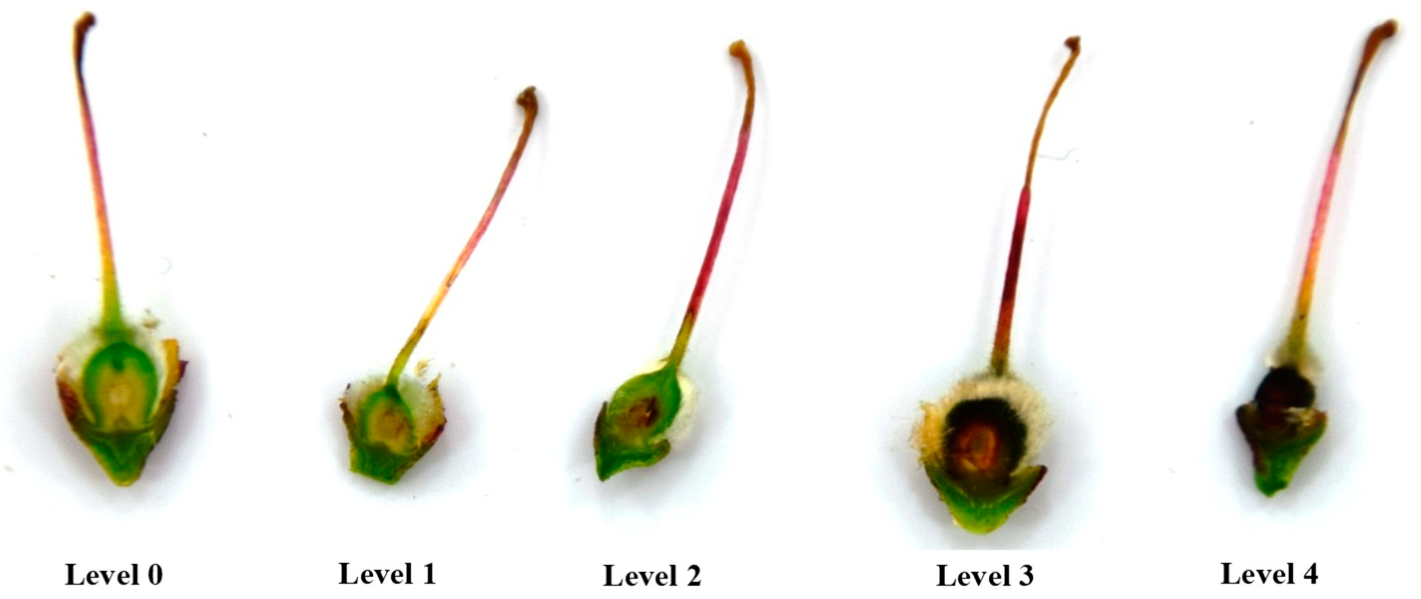 Plants 13 01603 g004