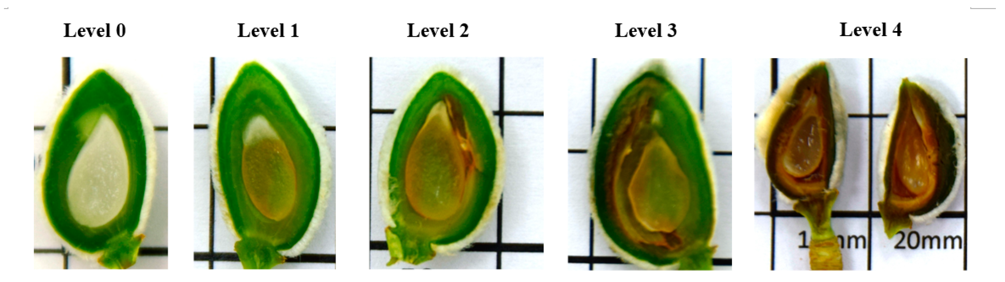 Plants 13 01603 g005