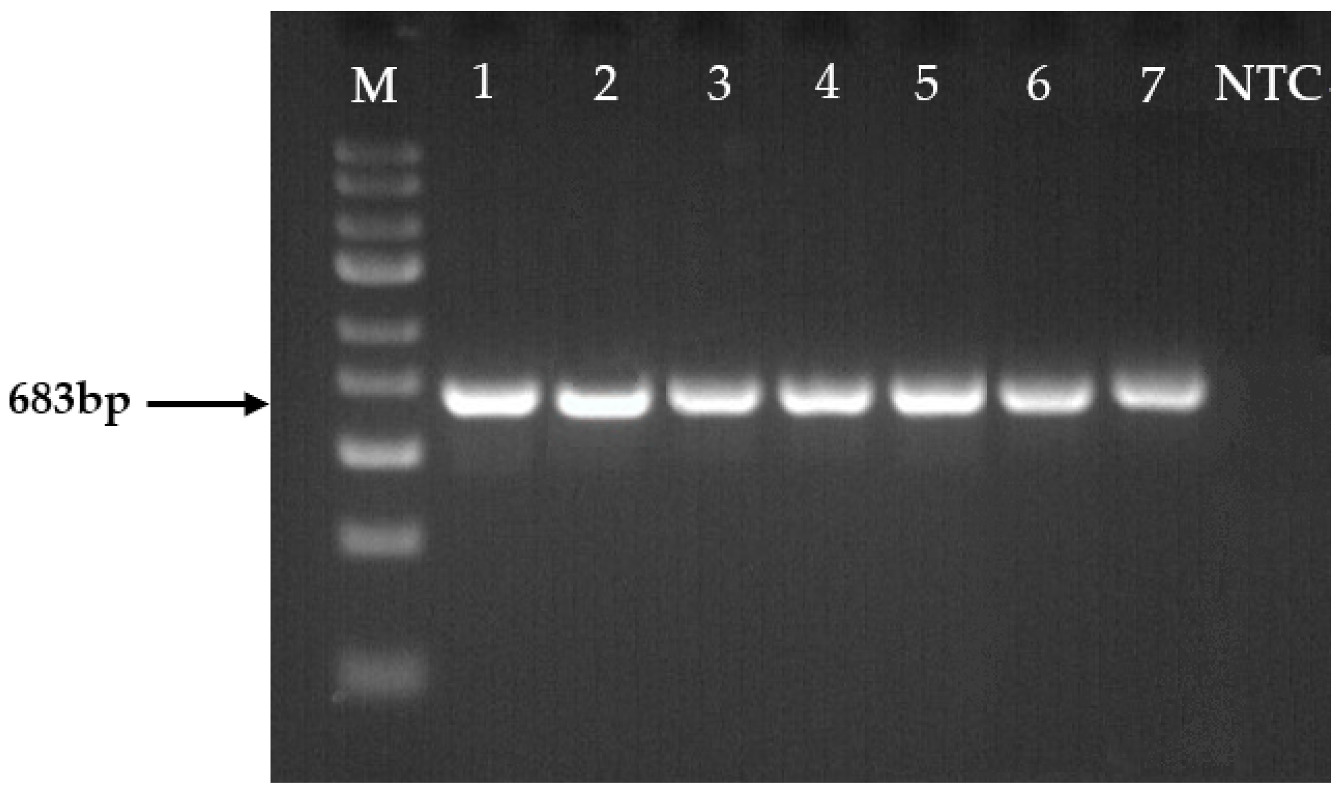 Plants 13 01611 g006