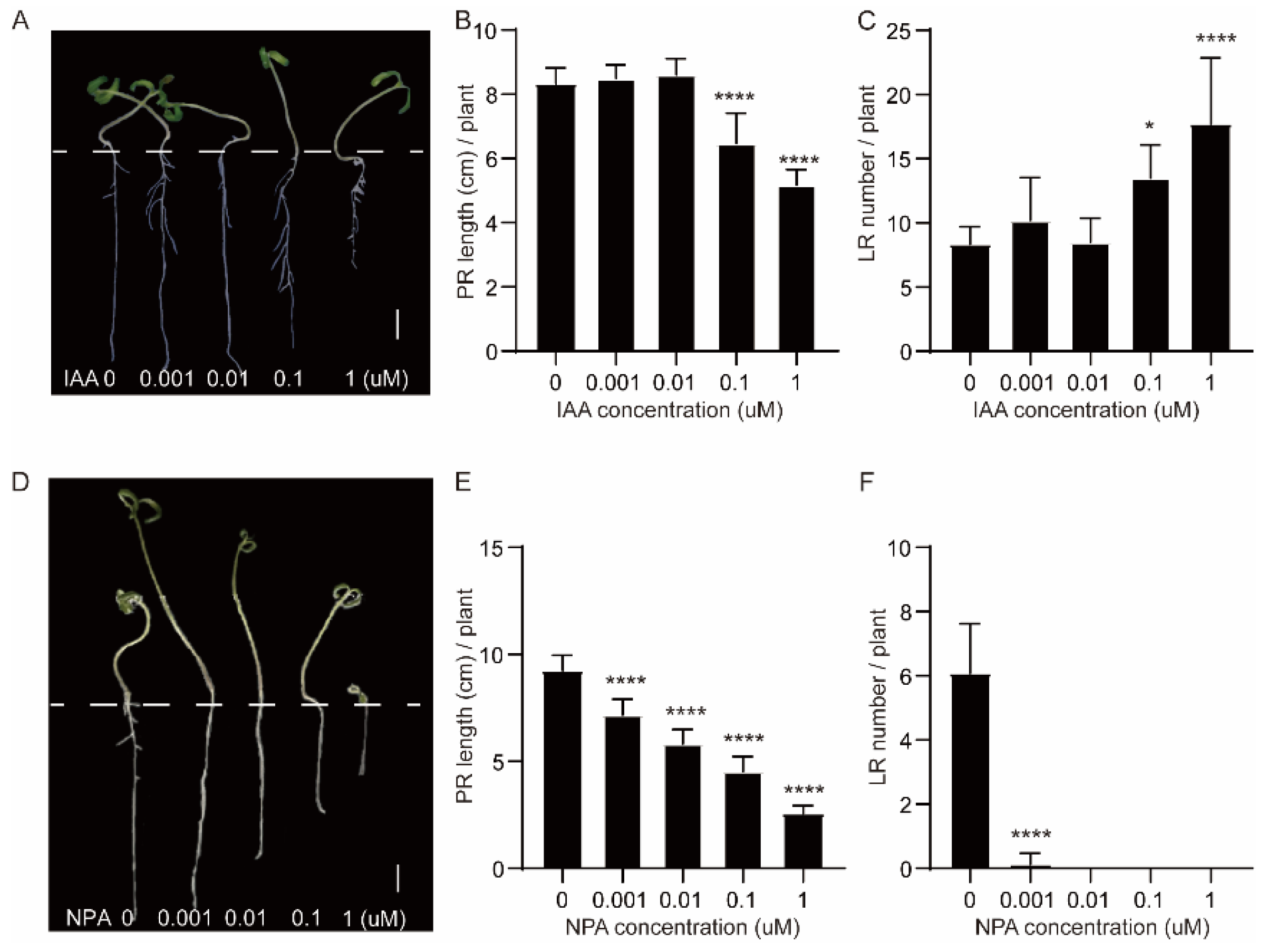 Plants 13 01620 g008