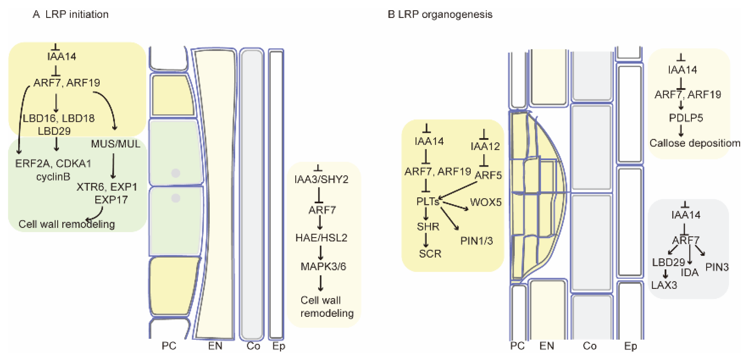 Plants 13 01620 g009