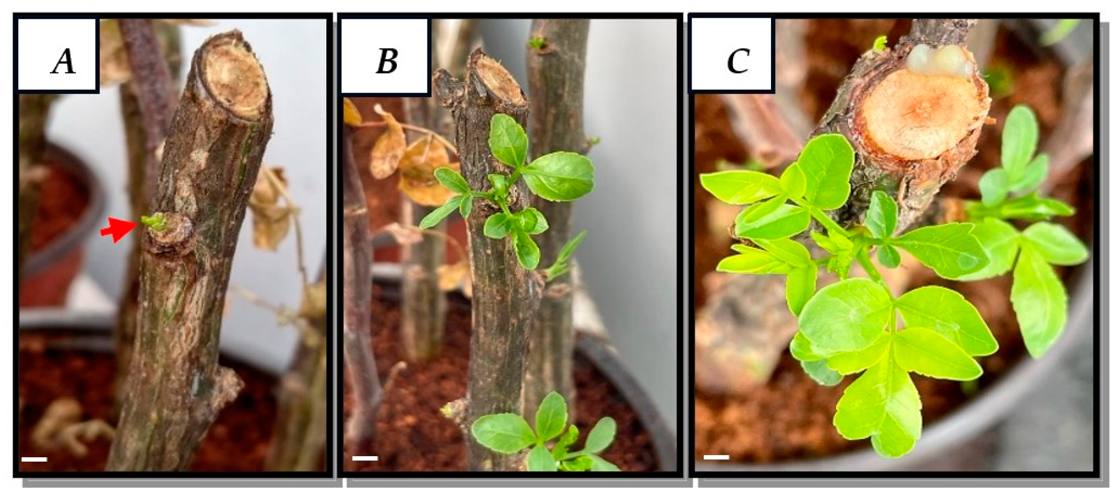 Plants 13 01622 g001