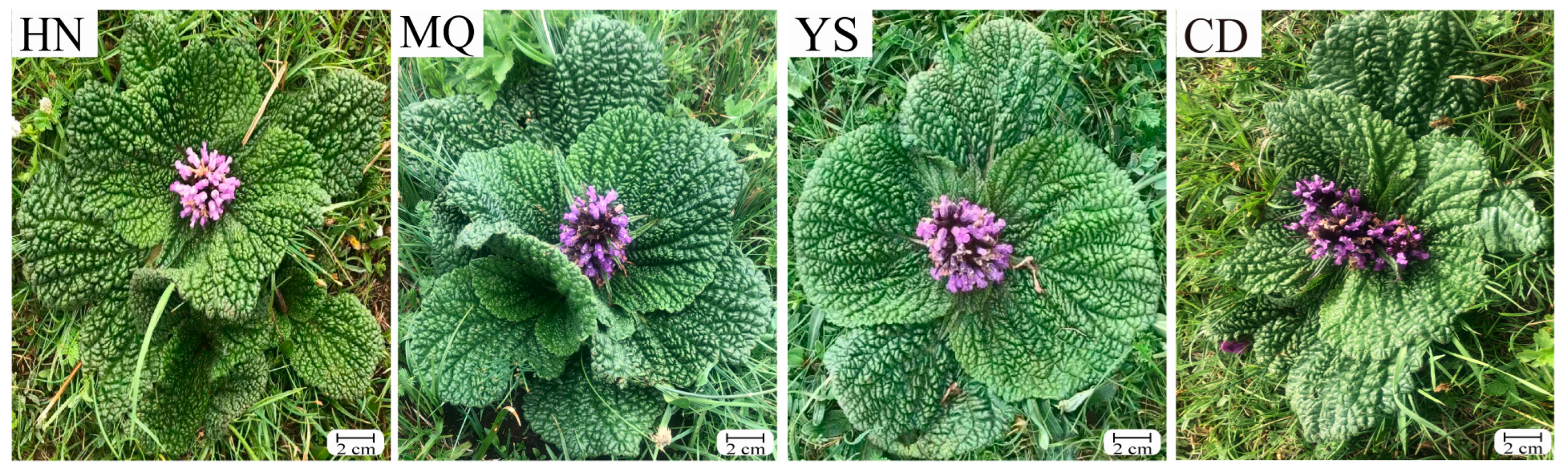 Plants 13 01627 g001