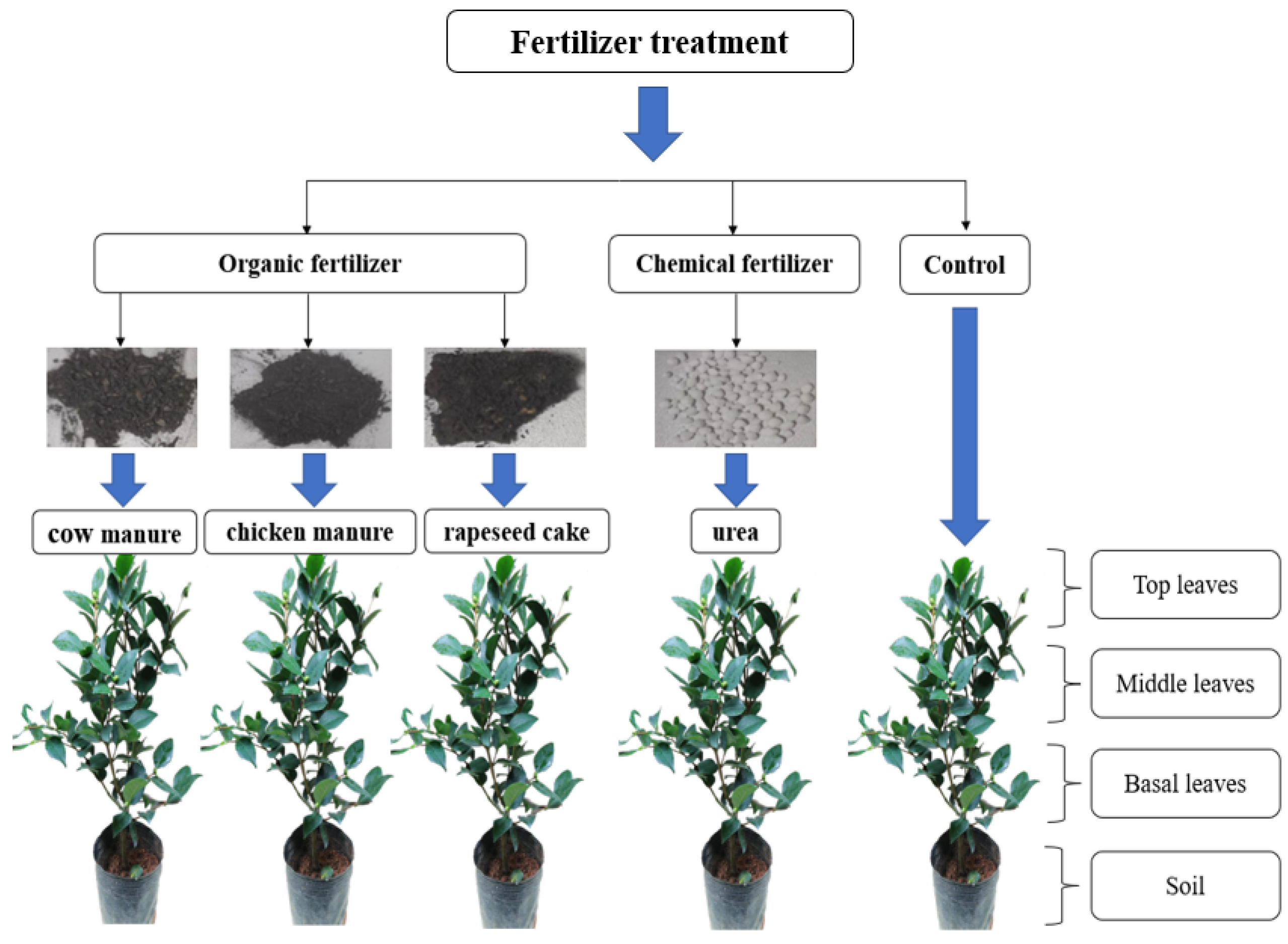 Plants 13 01628 g001