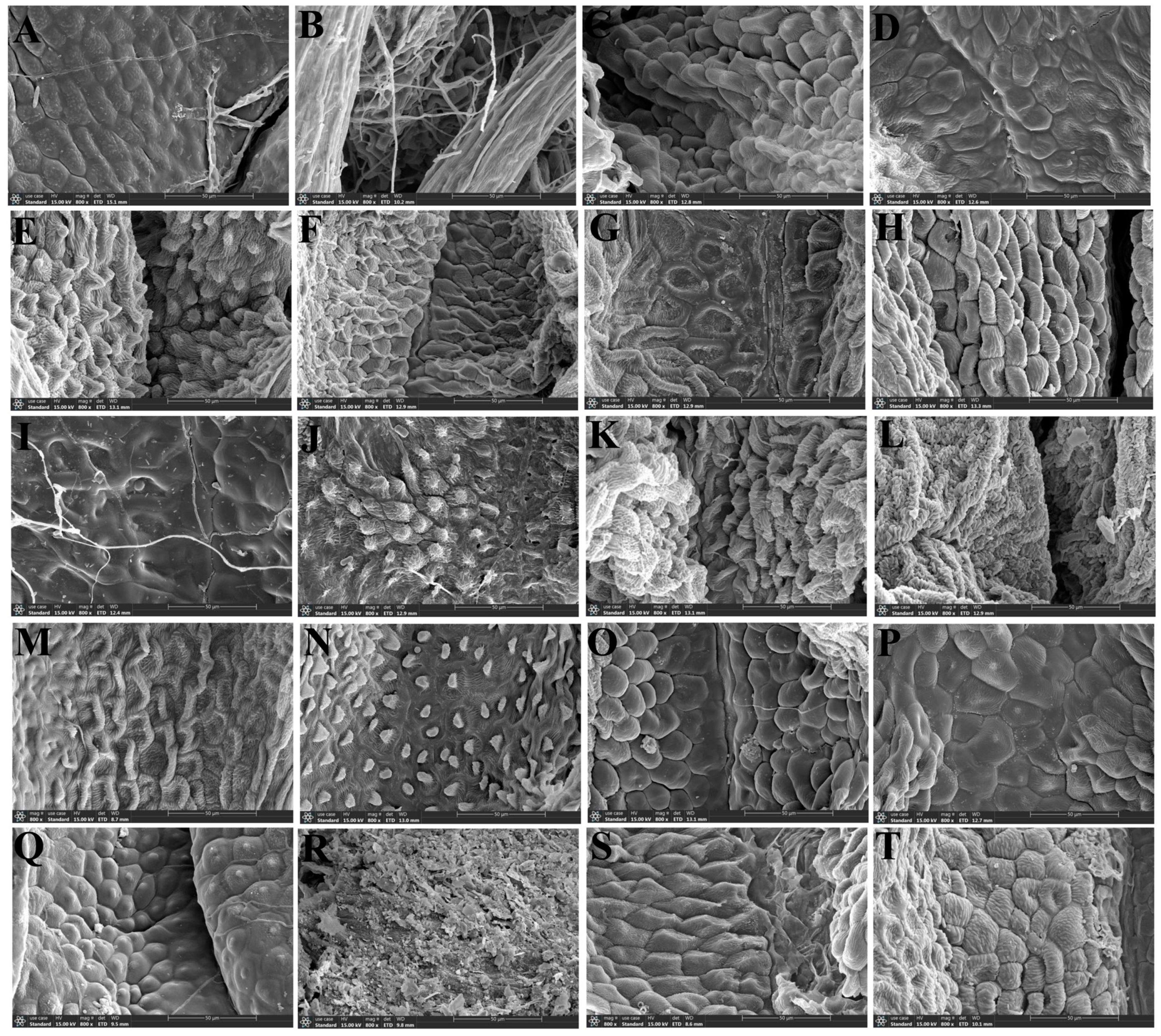 Plants 13 01635 g009