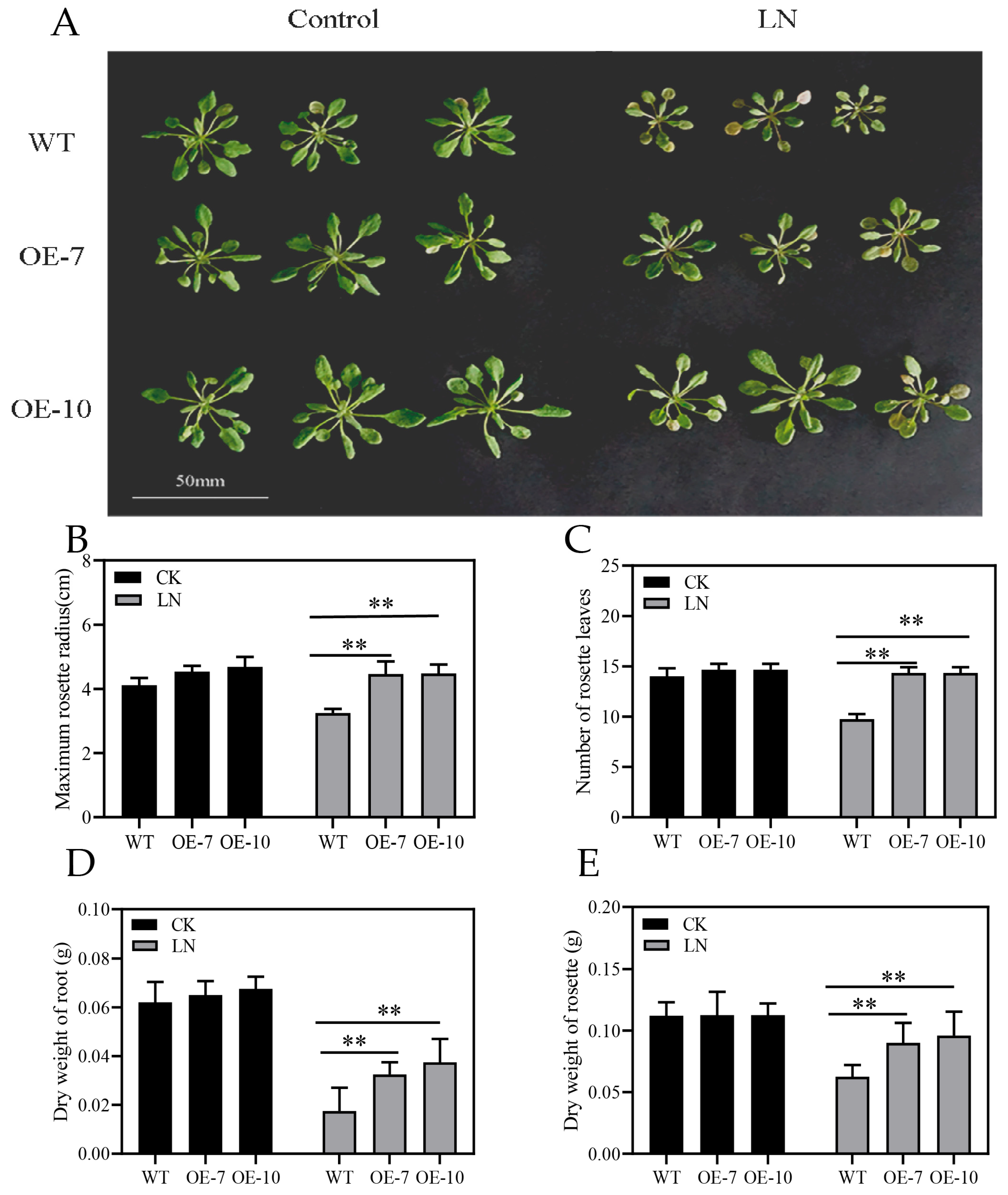 Plants 13 01637 g005