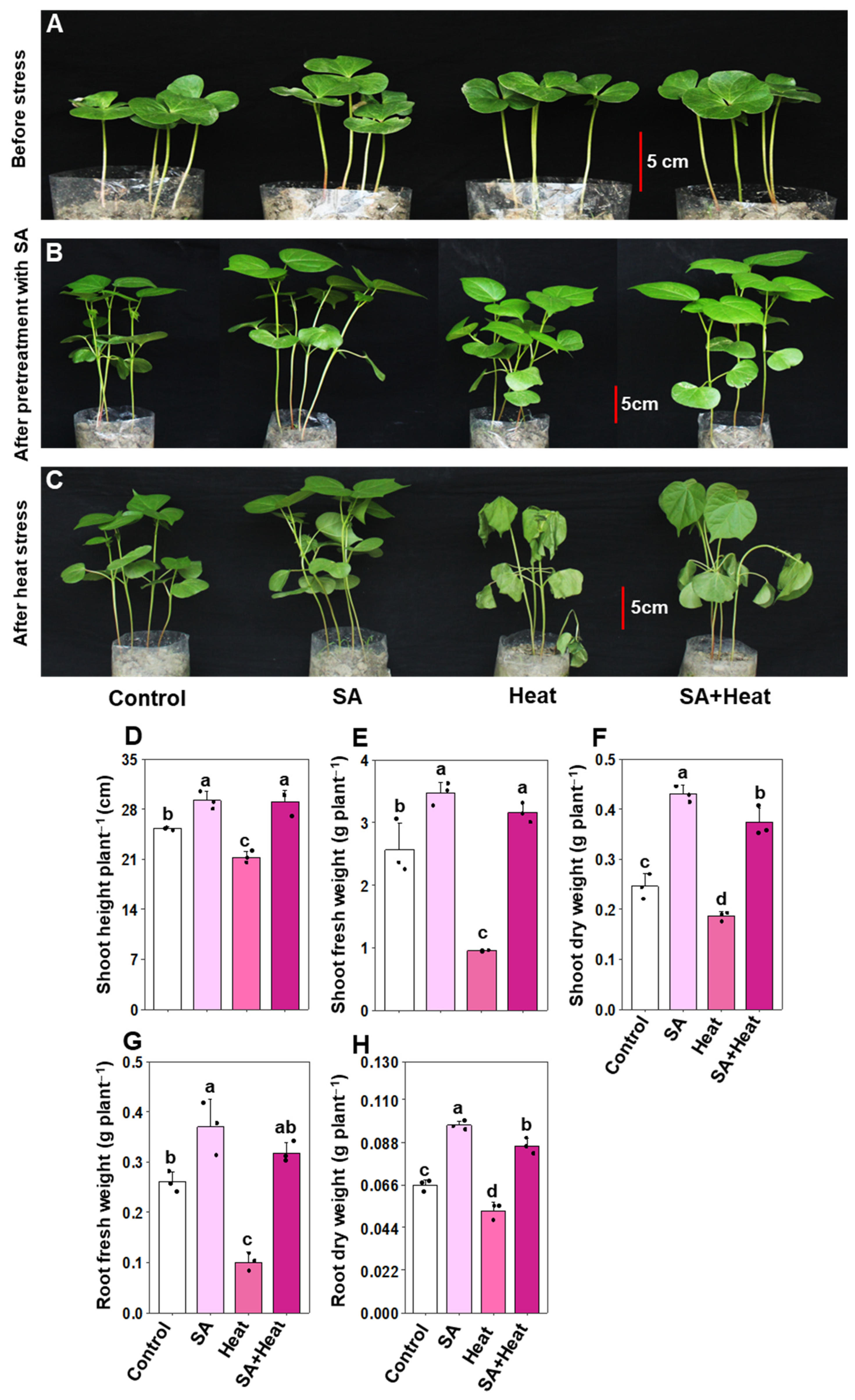 Plants 13 01639 g001