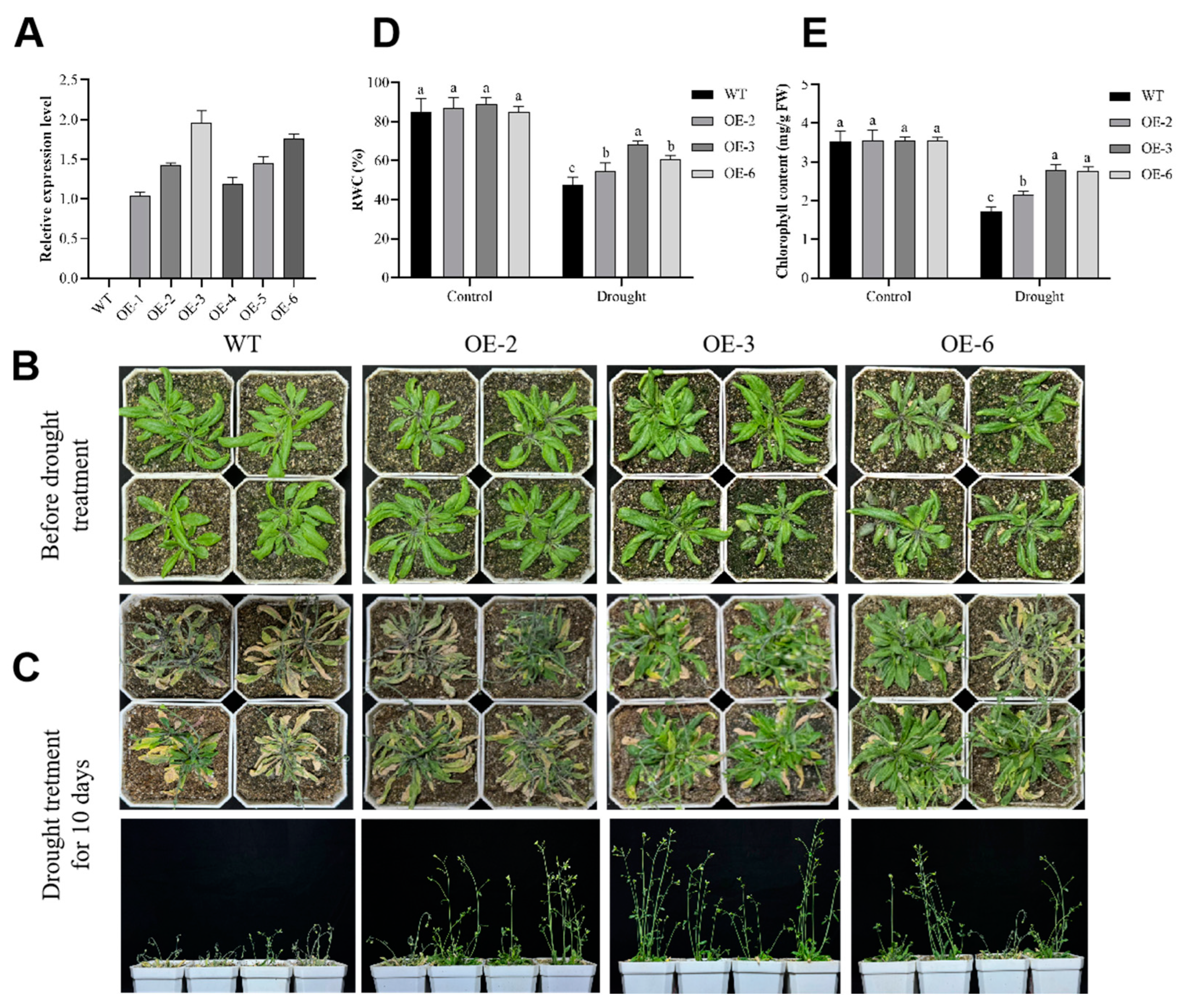 Plants 13 01651 g004
